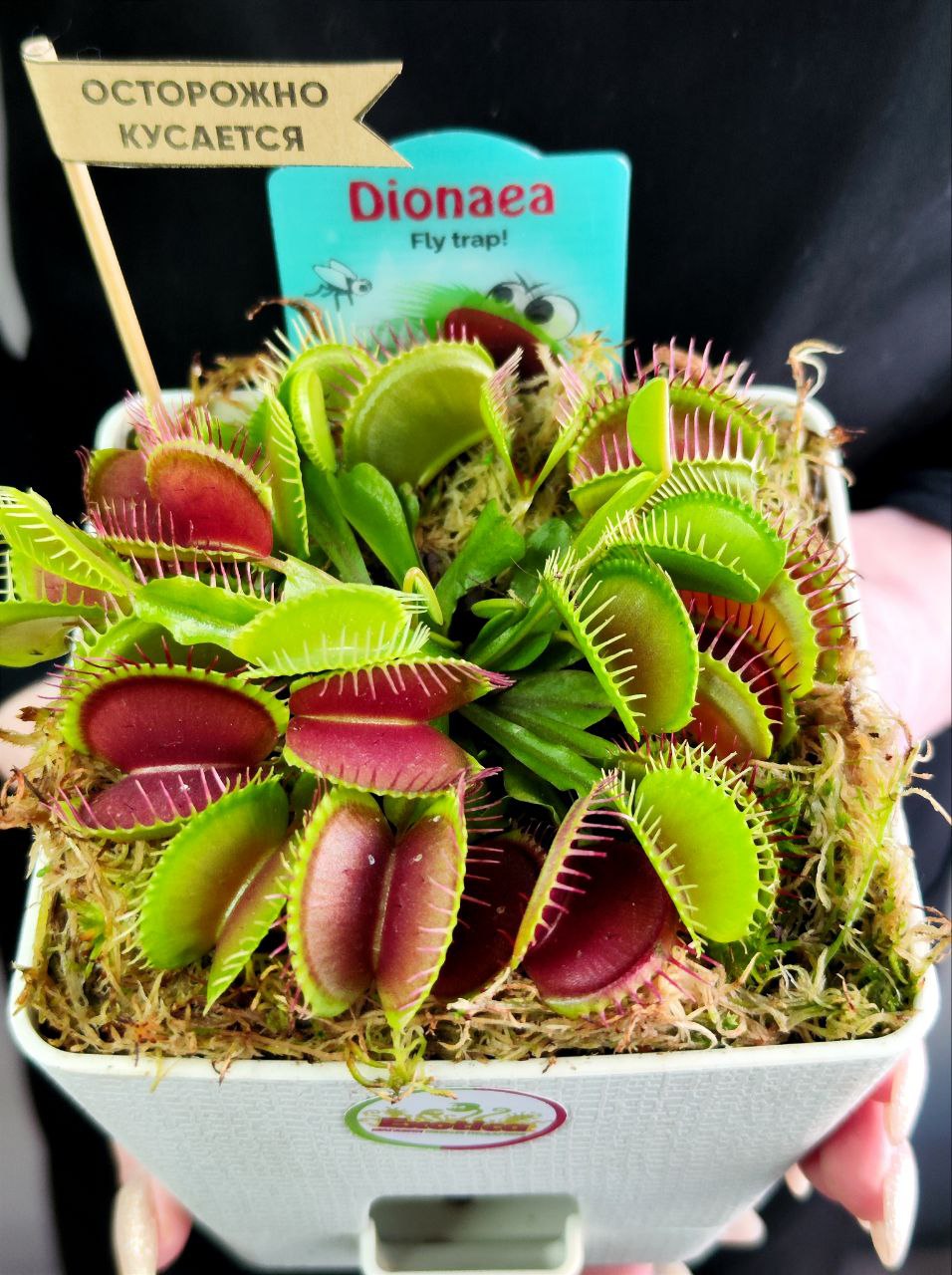 Венерина Мухоловка (Dionaea Muscipula) пересаженная D12см квадрат