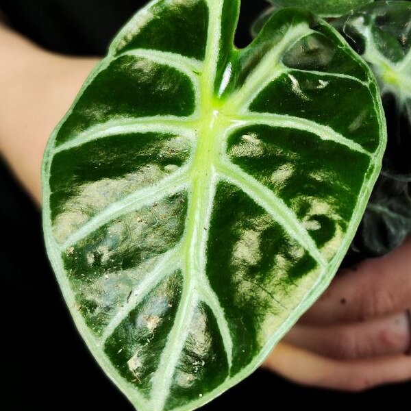 Алоказия Бейби Бамбино (Alocasia Baby Bambino) D6см