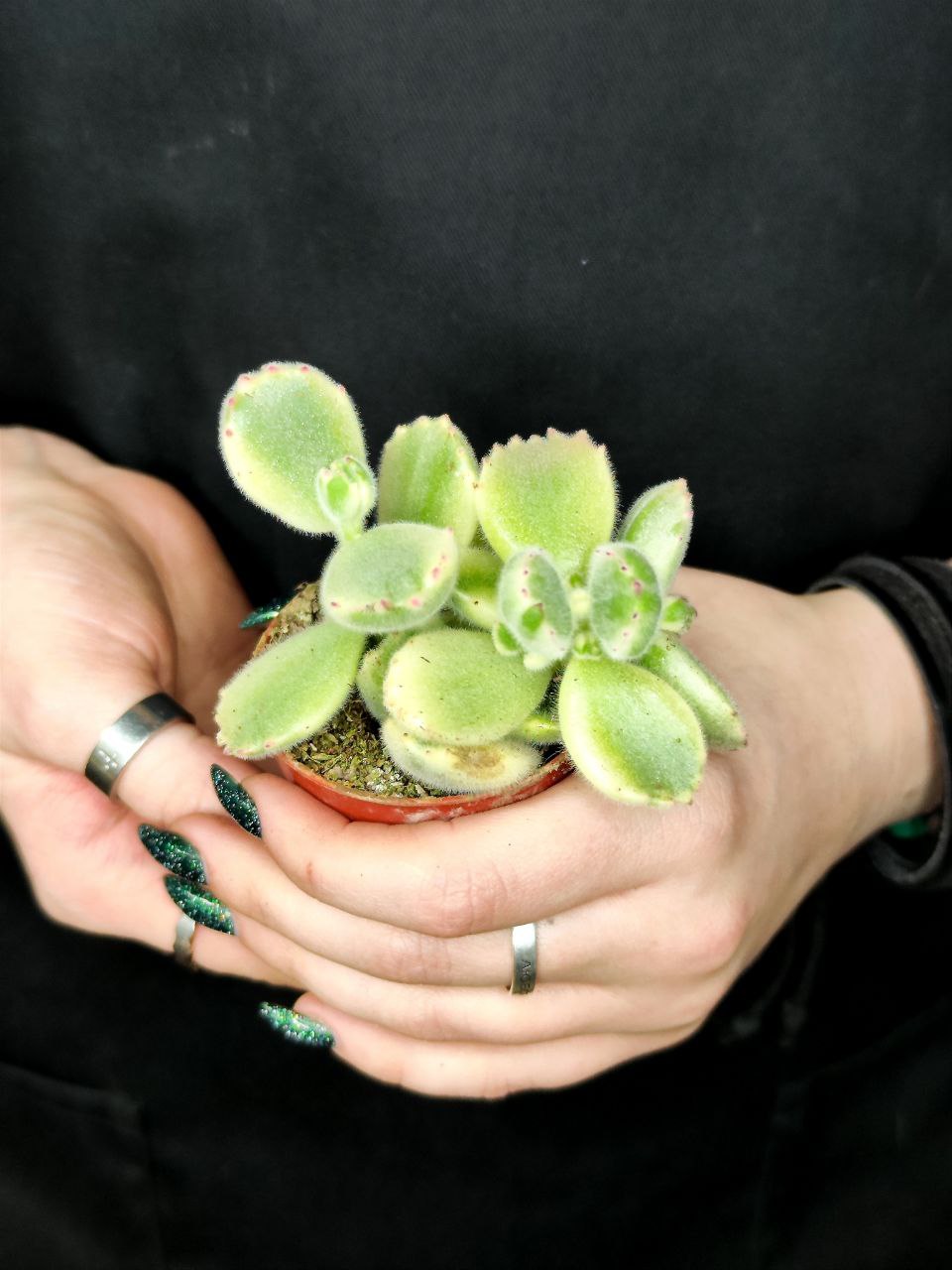 Котиледон Томентоза Леди Смит Вариегатный (Cotyledon Tomentosa Subsp. Ladismithiensis) D5см
