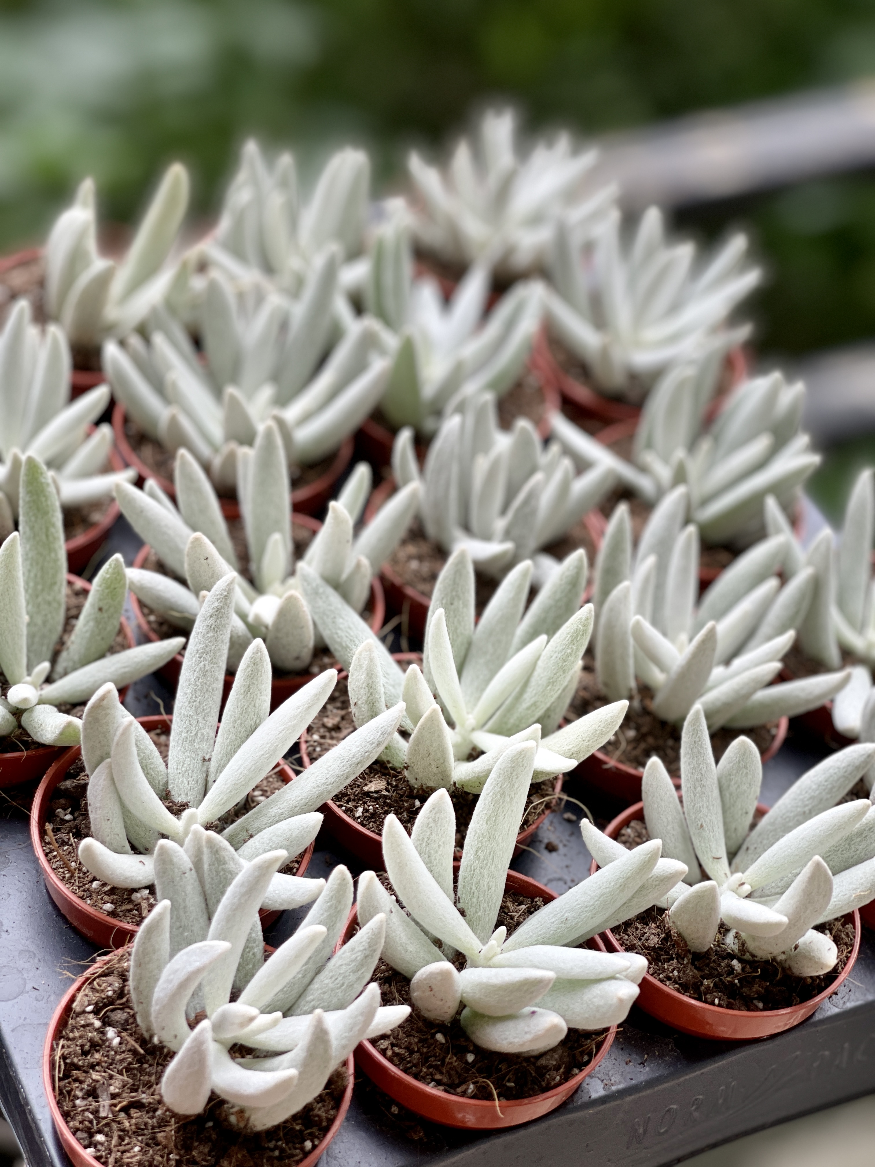 Крестовник Хаворта (Senecio Haworthii) D5см