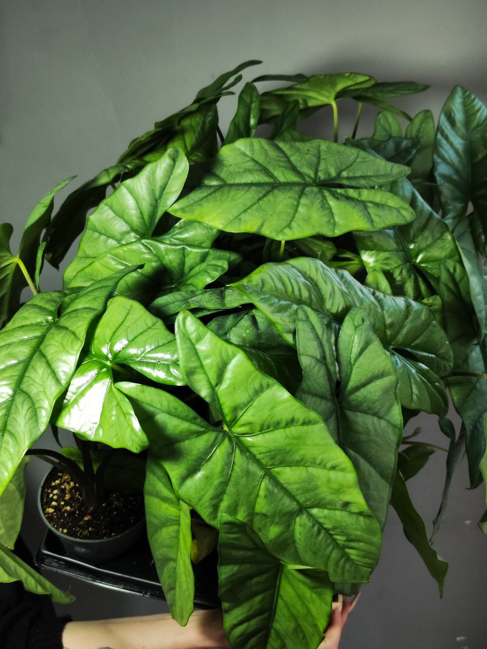 Алоказия Гетерофилла Коразон (Alocasia Heterophylla Corazon) D12см