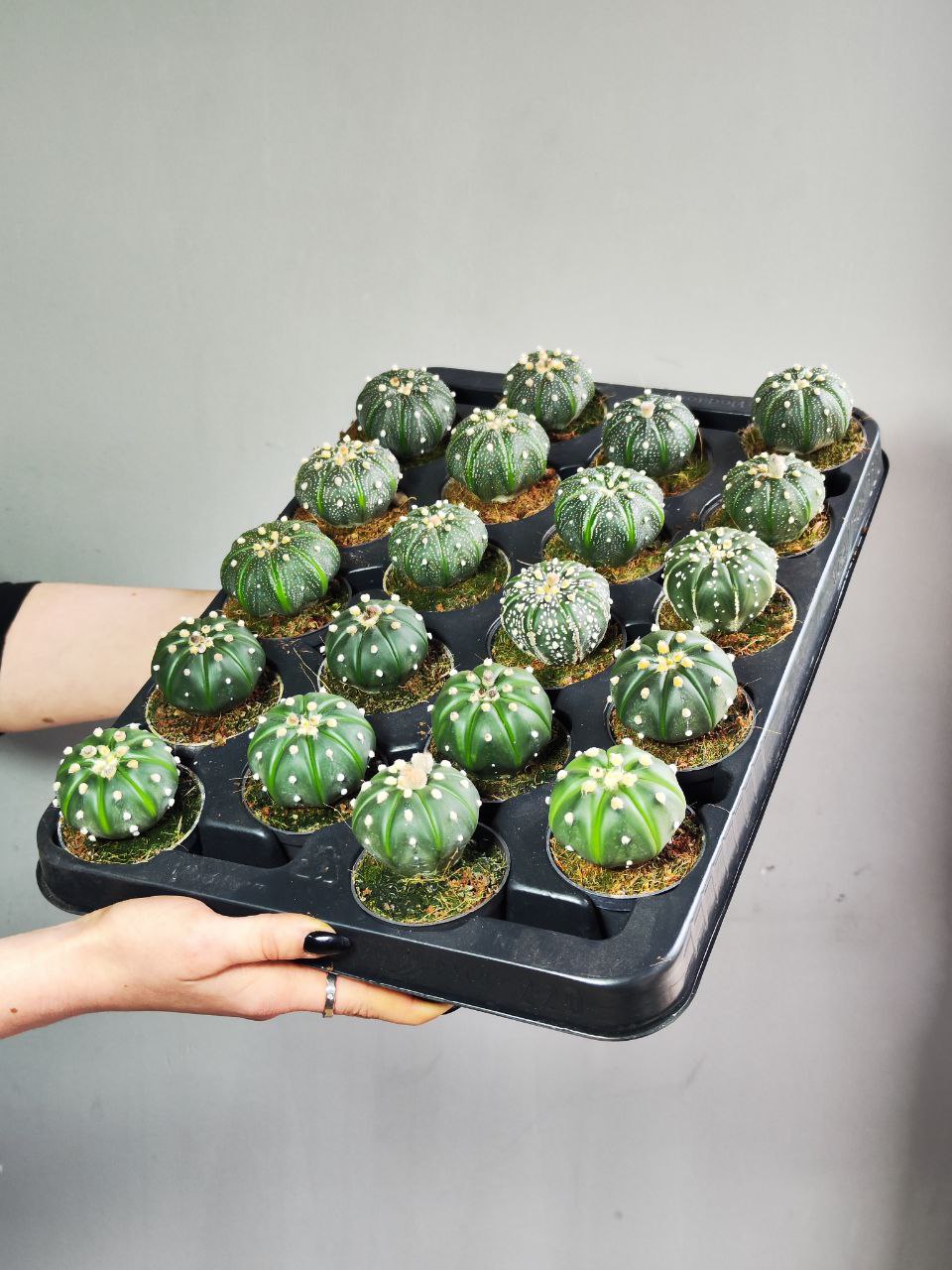 Астрофитум Звёздчатый, или Астрофитум Астериас (Astrophytum Asterias) D5см