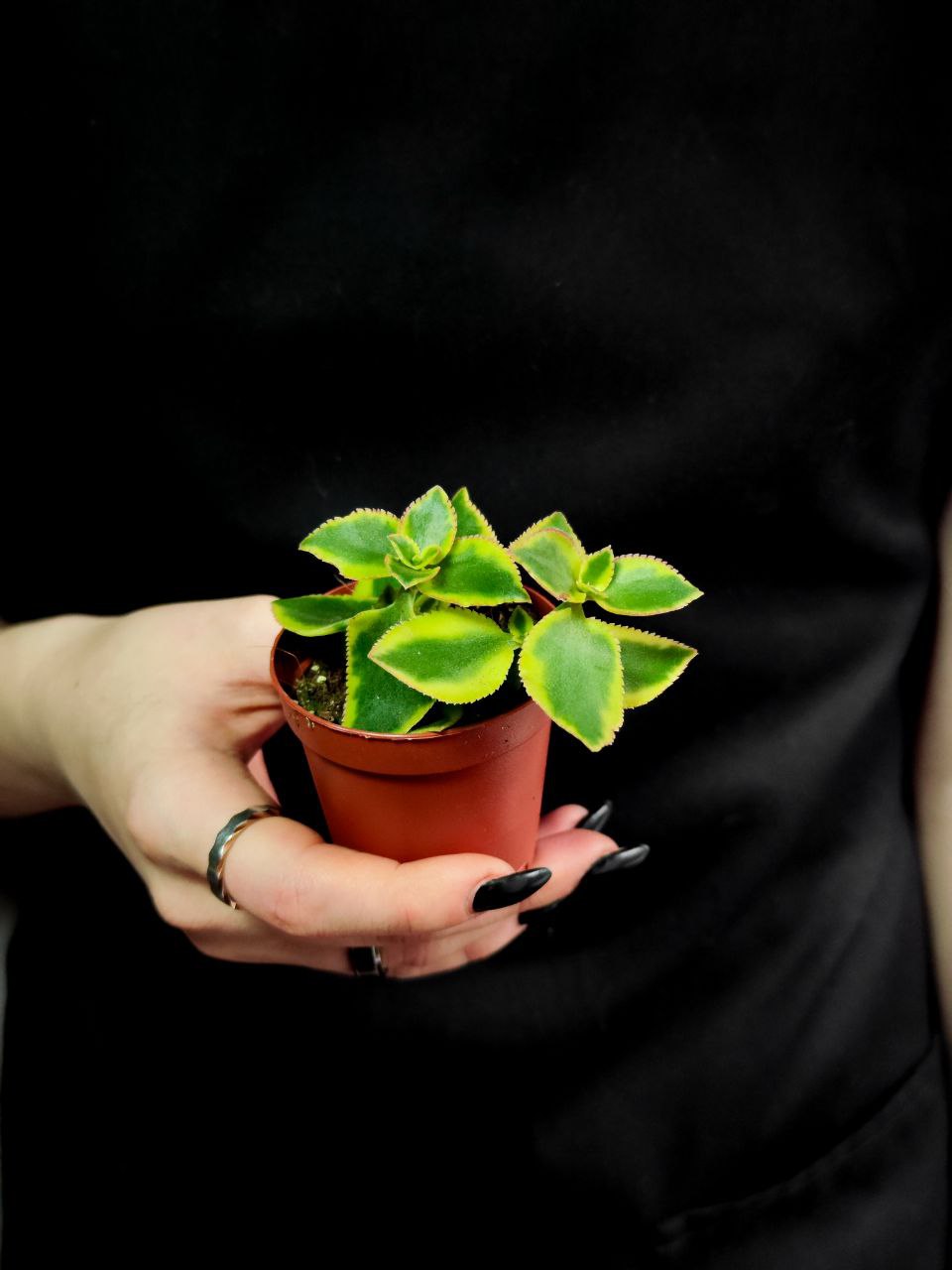 Крассула Сарментоза (Crassula Sarmentosa) D5см
