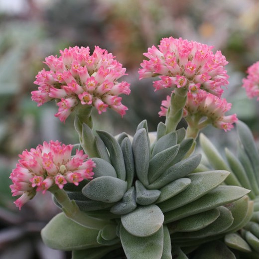 Крассула Cерповидная (Crassula Falcata) D5см