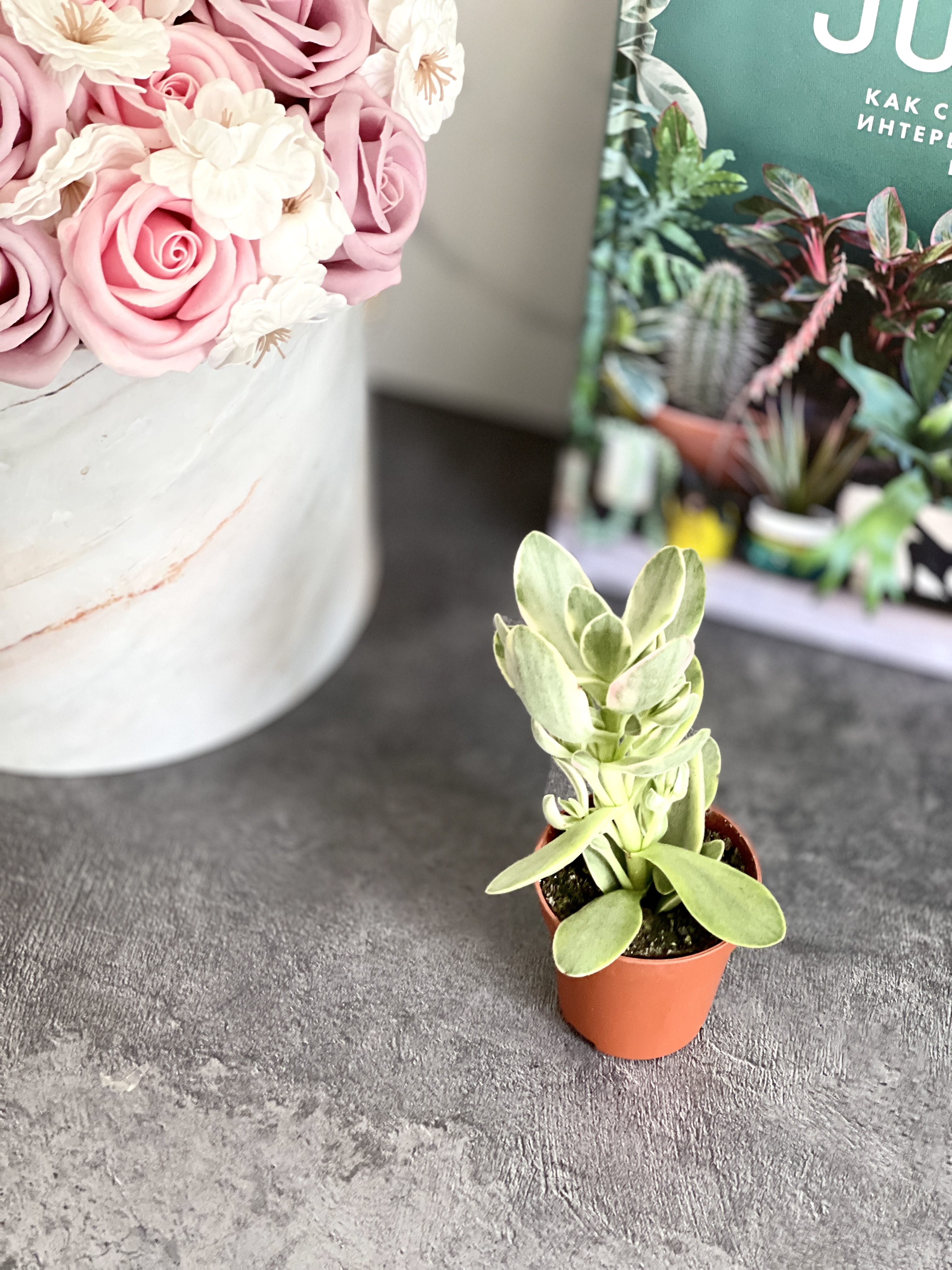Крассула Мани Мейкер Грин (Crassula Moneymaker Varigated Green) D5см