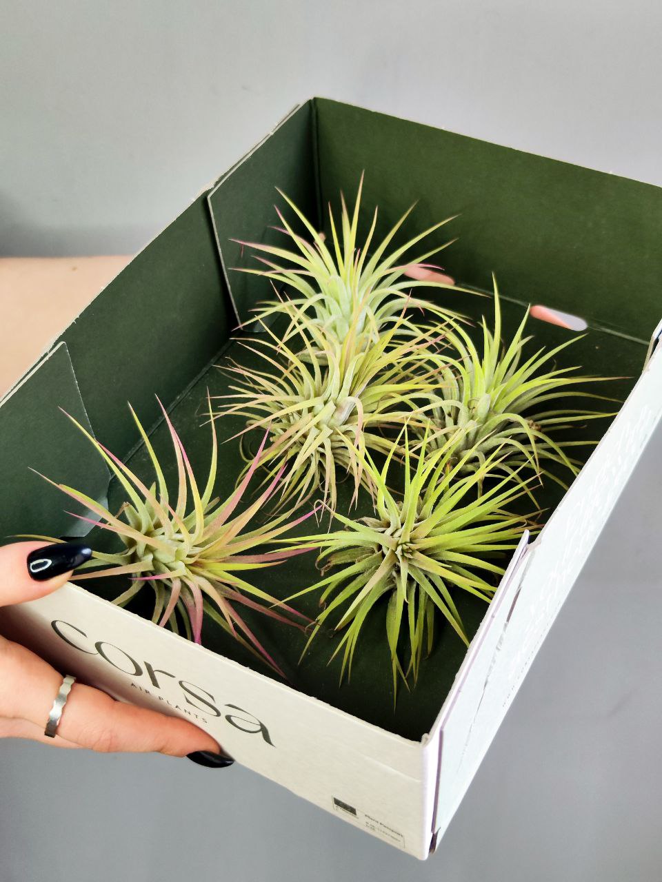 Тилландсия Ионанта Желтая (Tillandsia Ionantha Yellow)