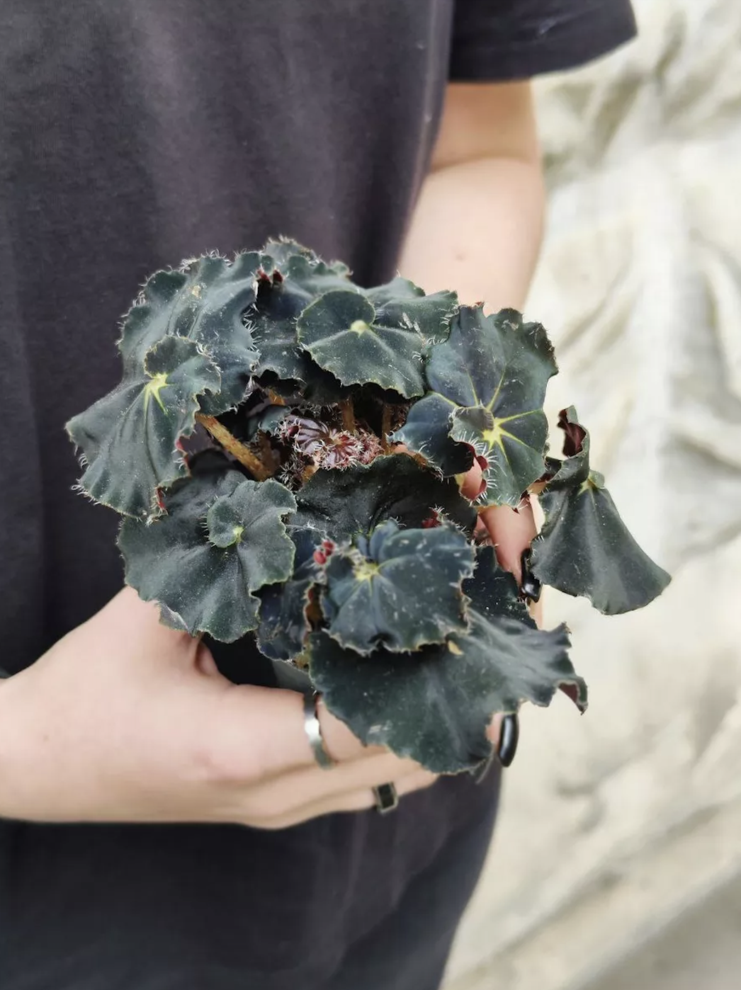 Бегония Черная Мамба (Begonia Rex Dark Mambo) D6см