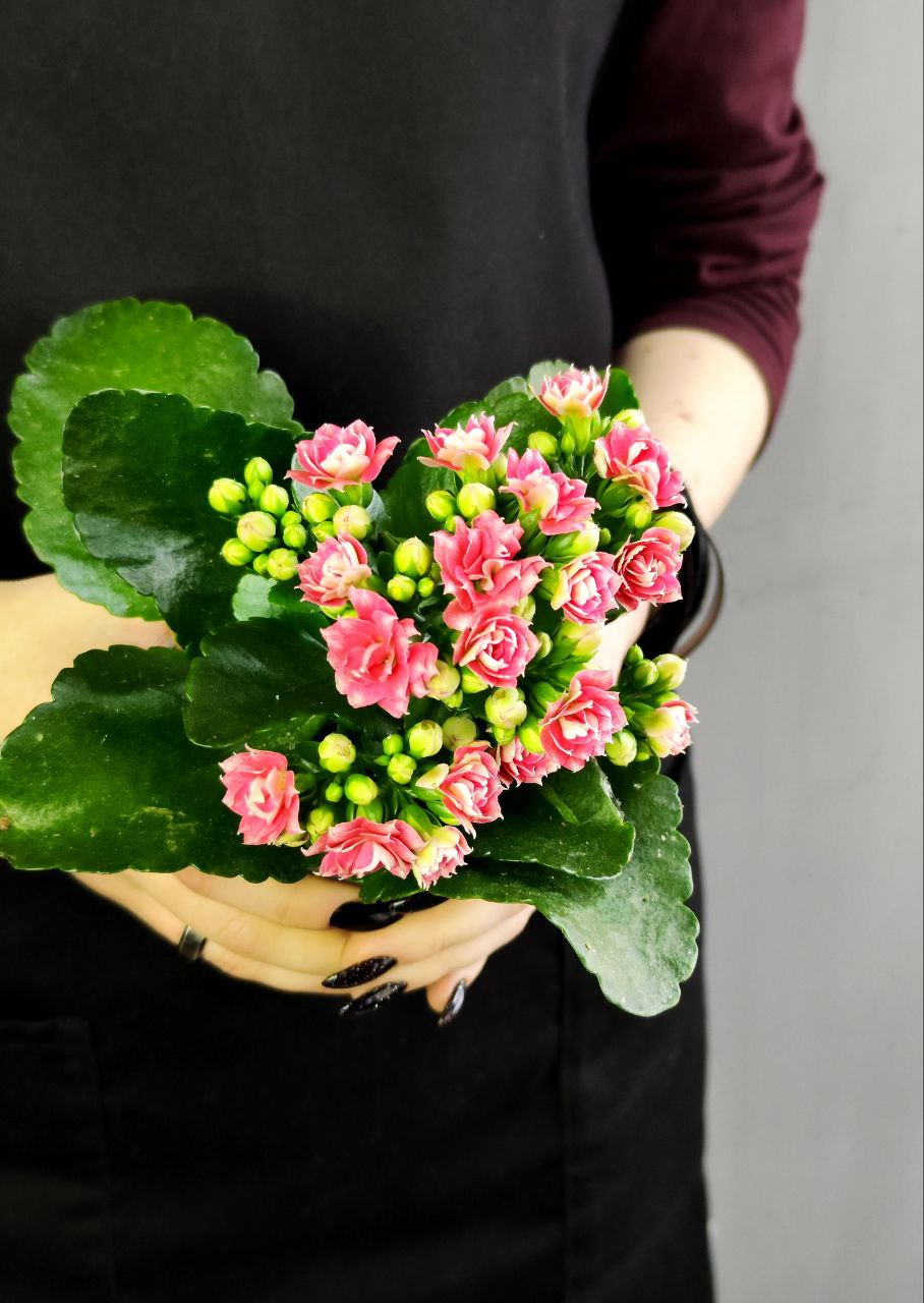Каланхоэ Розалина Розовато - Белая (Kalanchoe Rosalina White Pink) D9см