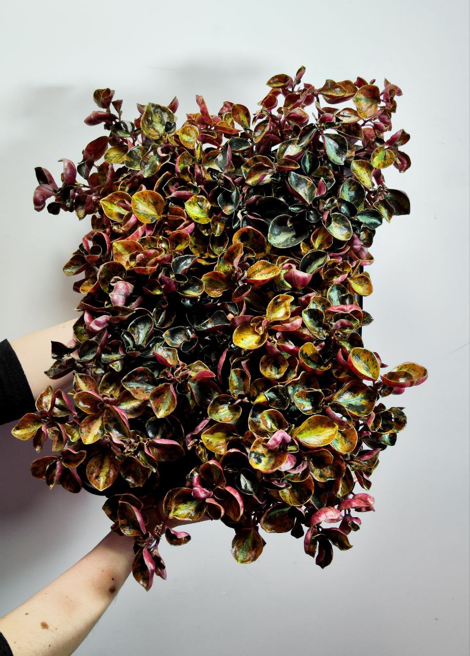 Пеперомия Крем Брюле (Peperomia Creme Brulee) D12см
