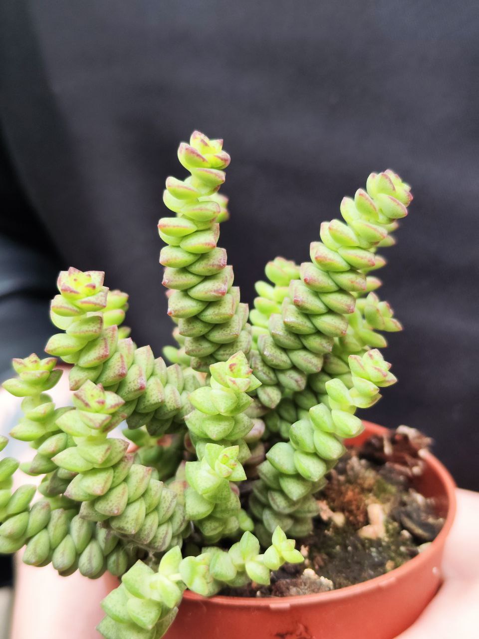 Крассула Хоттентот Минор (Crassula Hottentot Minor) D8,5см
