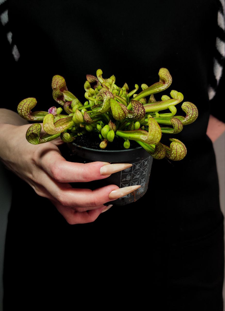Саррацения Пситацина (Sarracenia Psittacina) D9cм