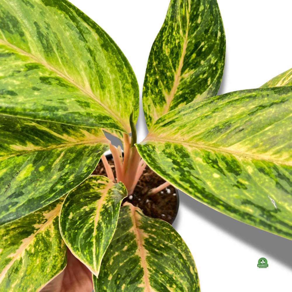 Аглаонема Пич Перл (Aglaonema Peach Pearl) D12см