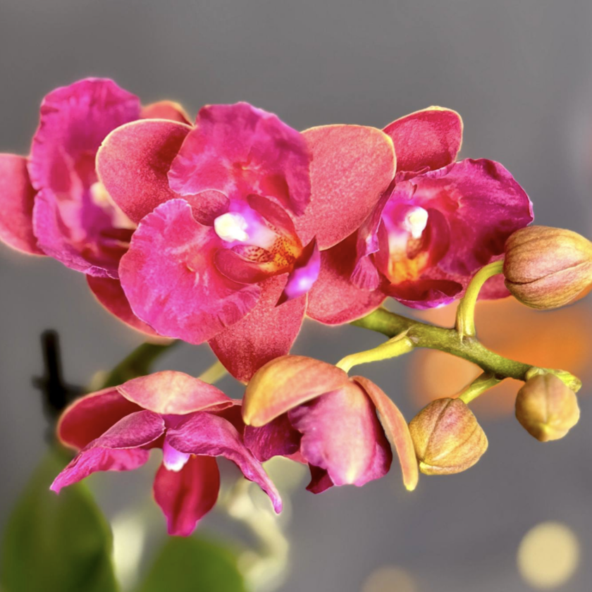 Орхидея Фаленопсис Алиса (Phalaenopsis Alice) D9см