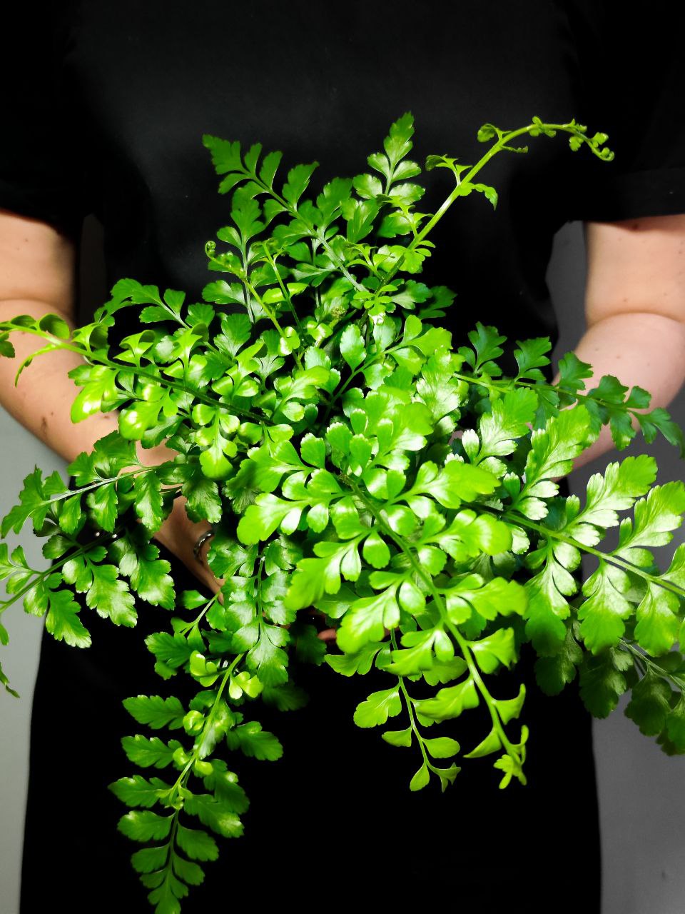 Папоротник Асплениум Парвати (Asplenium Dimorphum Parvati) D11см