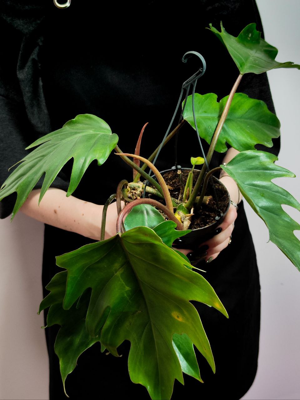 Филодендрон Майо (Philodendron Mayoi) D12см