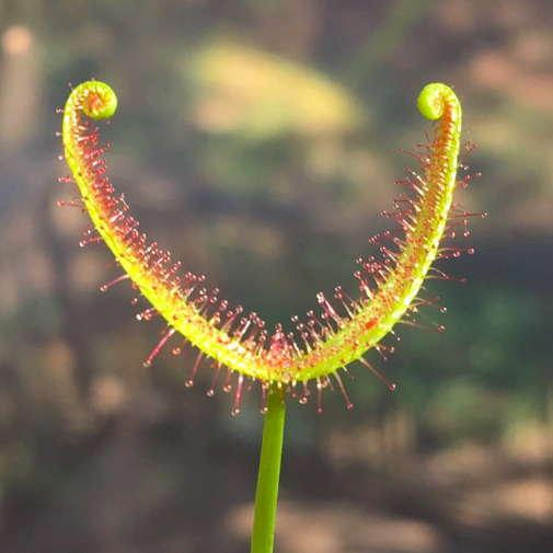 Росянка Бината (Drosera Binata) D9см