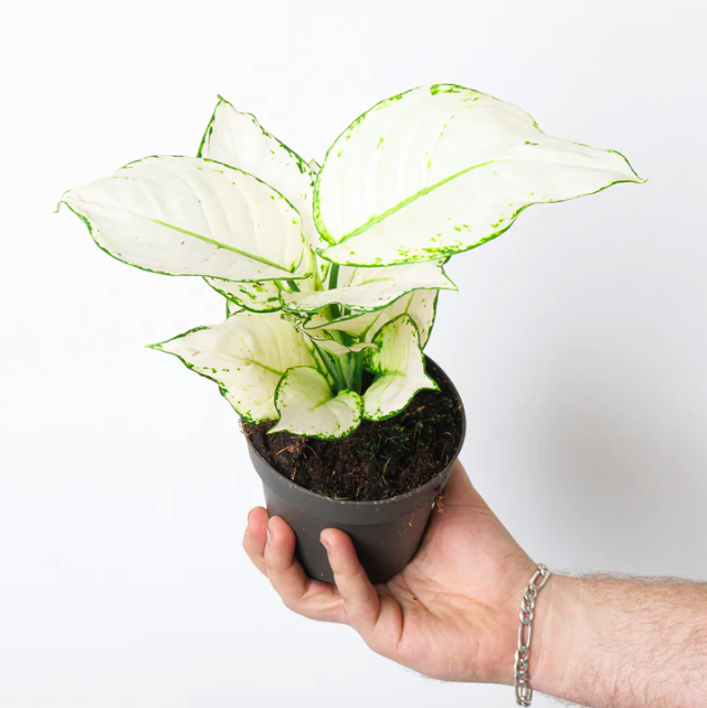 Аглаонема Вайт Джой (Aglaonema White Joy) D12см