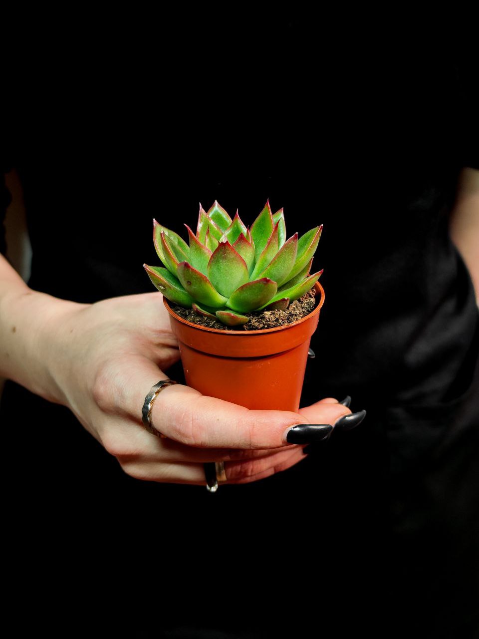 Эхеверия Костарии (Echeveria Costarii) D5см