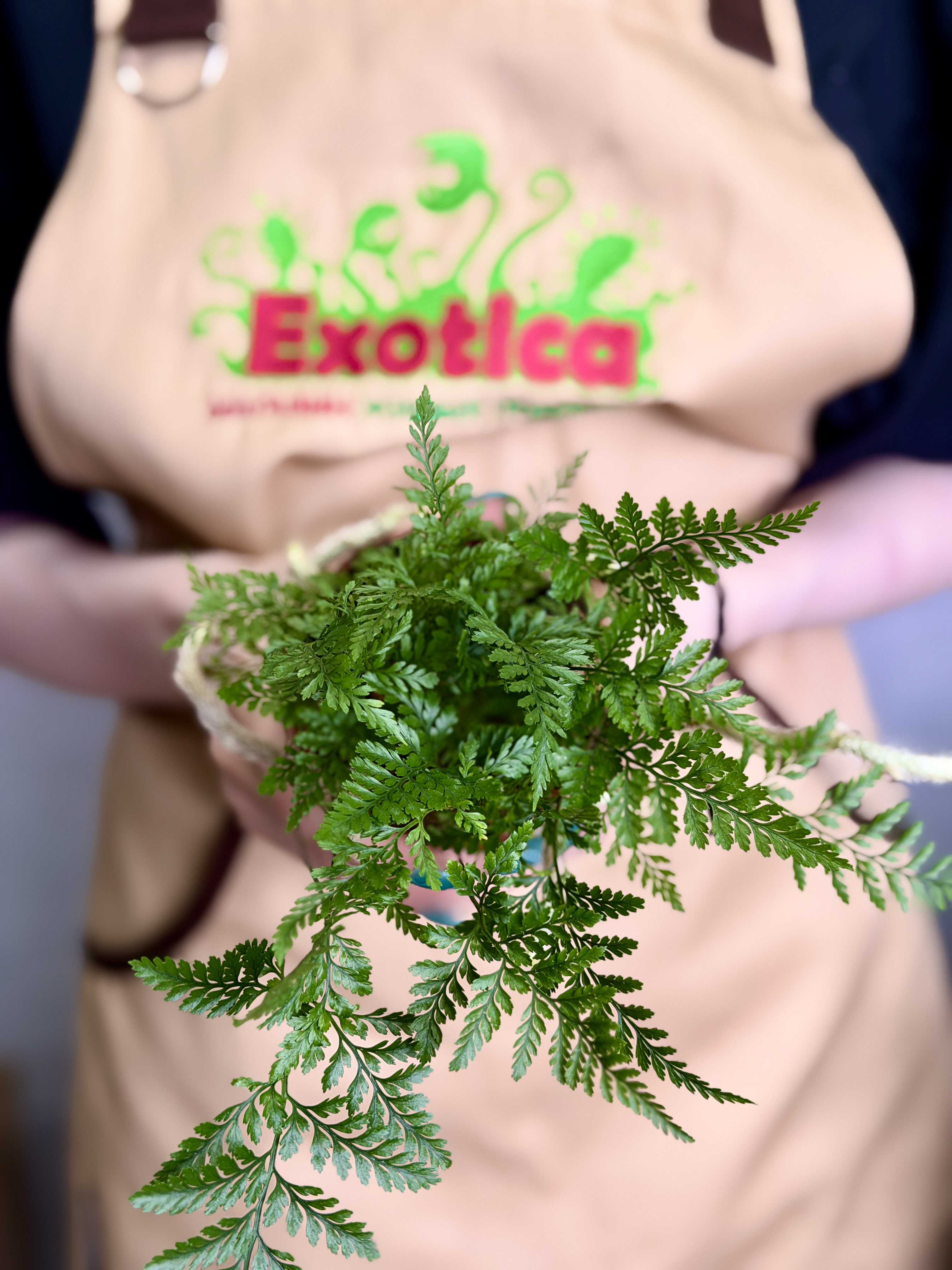 Даваллия Фиджийская (Davallia Fijiensis) D8,5см