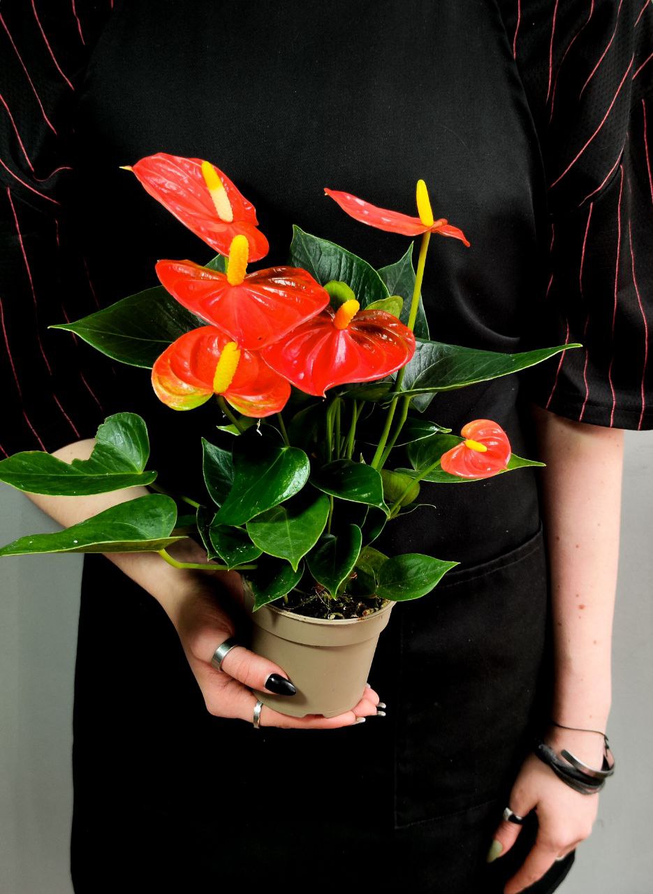 Антуриум Андре Оранжевый (Anthurium Аndraeanum Orange) D9см