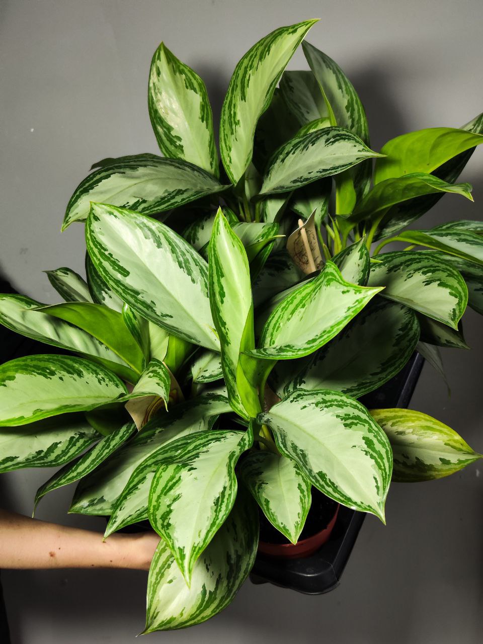 Аглаонема Сильвер Бей (Aglaonema Silver Bay) D12см