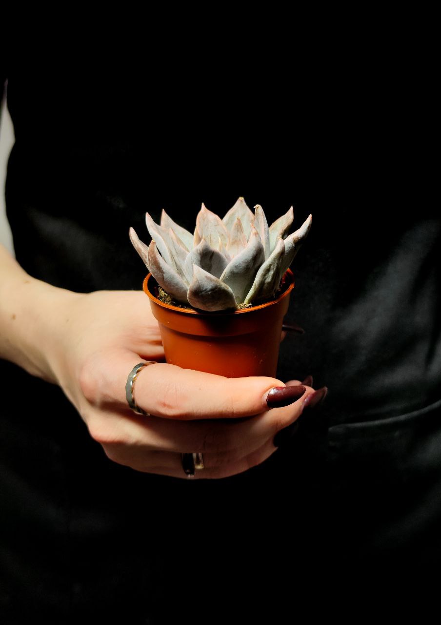 Эхеверия Сильвер Шайн (Echeveria Silver Shine) D5см