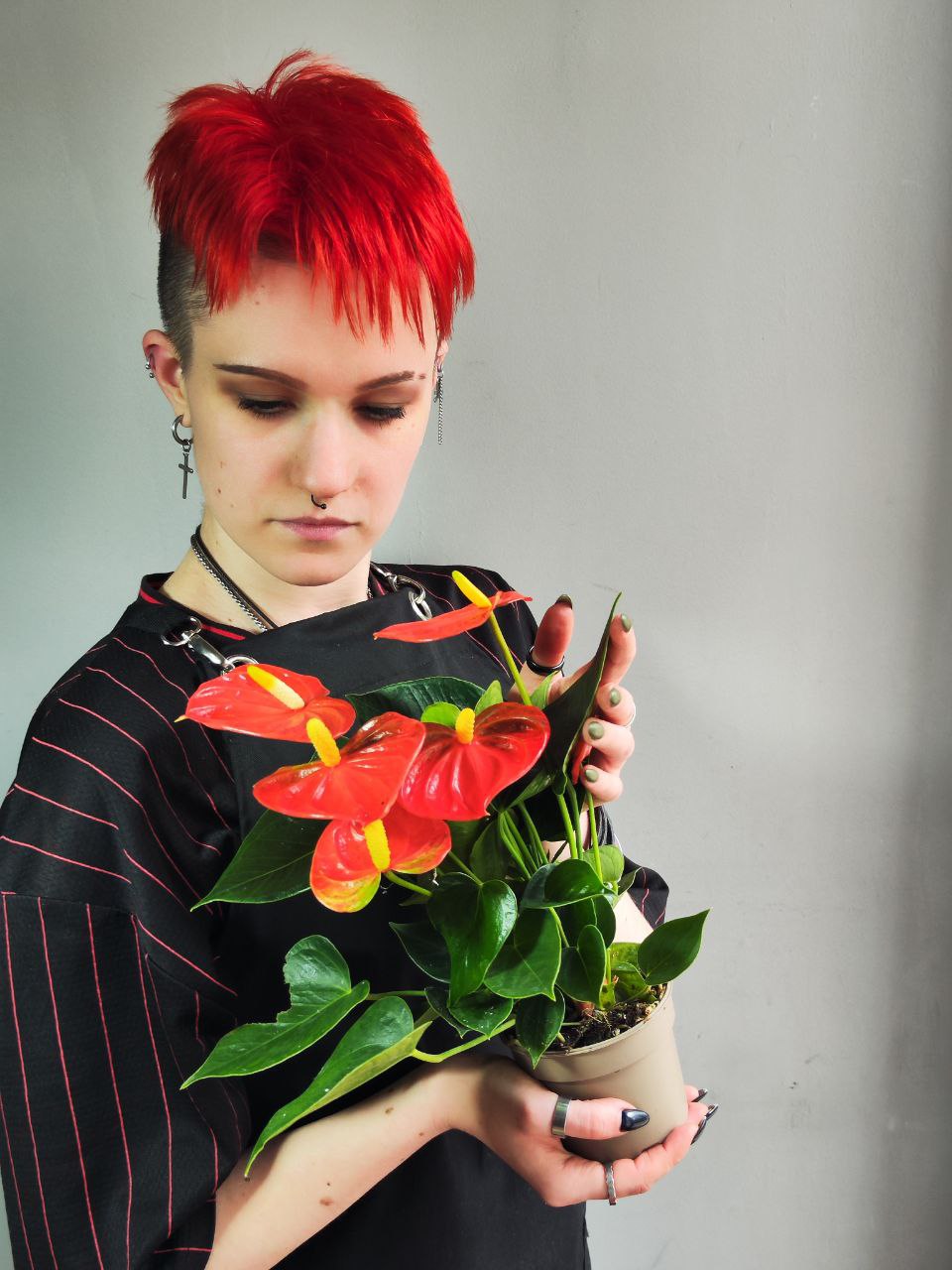 Антуриум Андре Оранжевый (Anthurium Аndraeanum Orange) D9см