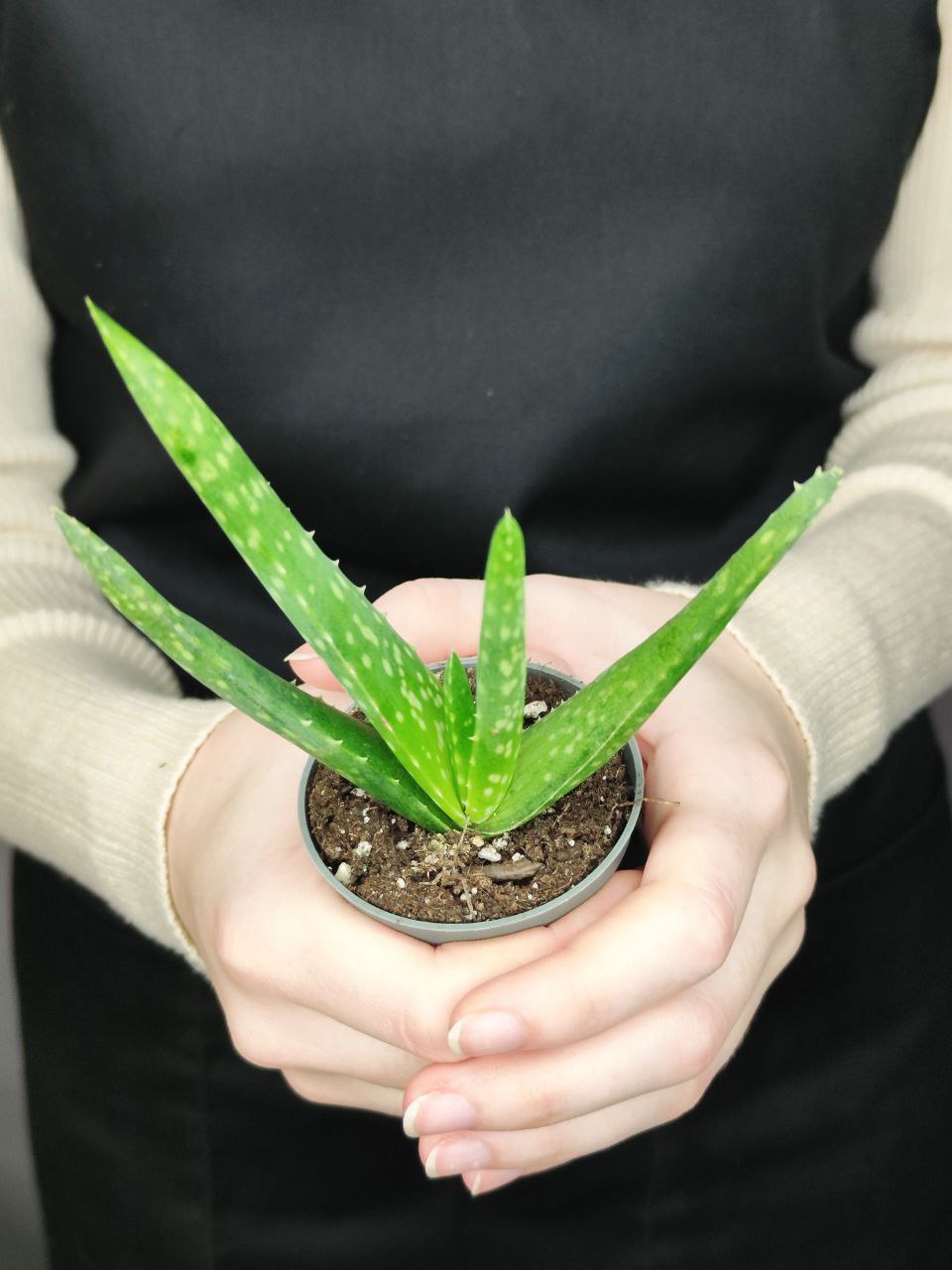 Алоэ Вера (Aloe Vera) D5см