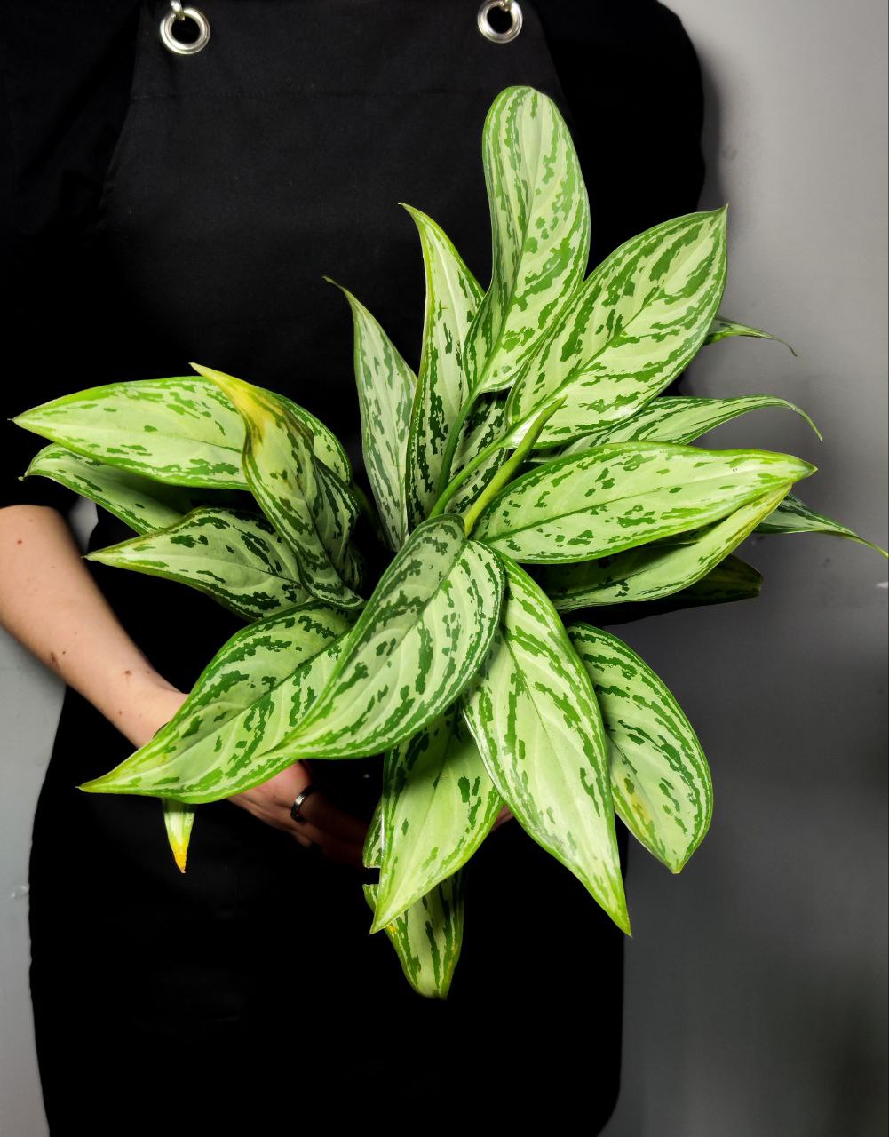 Аглаонема Сильвер Квин (Aglaonema Silver Queen) D12см