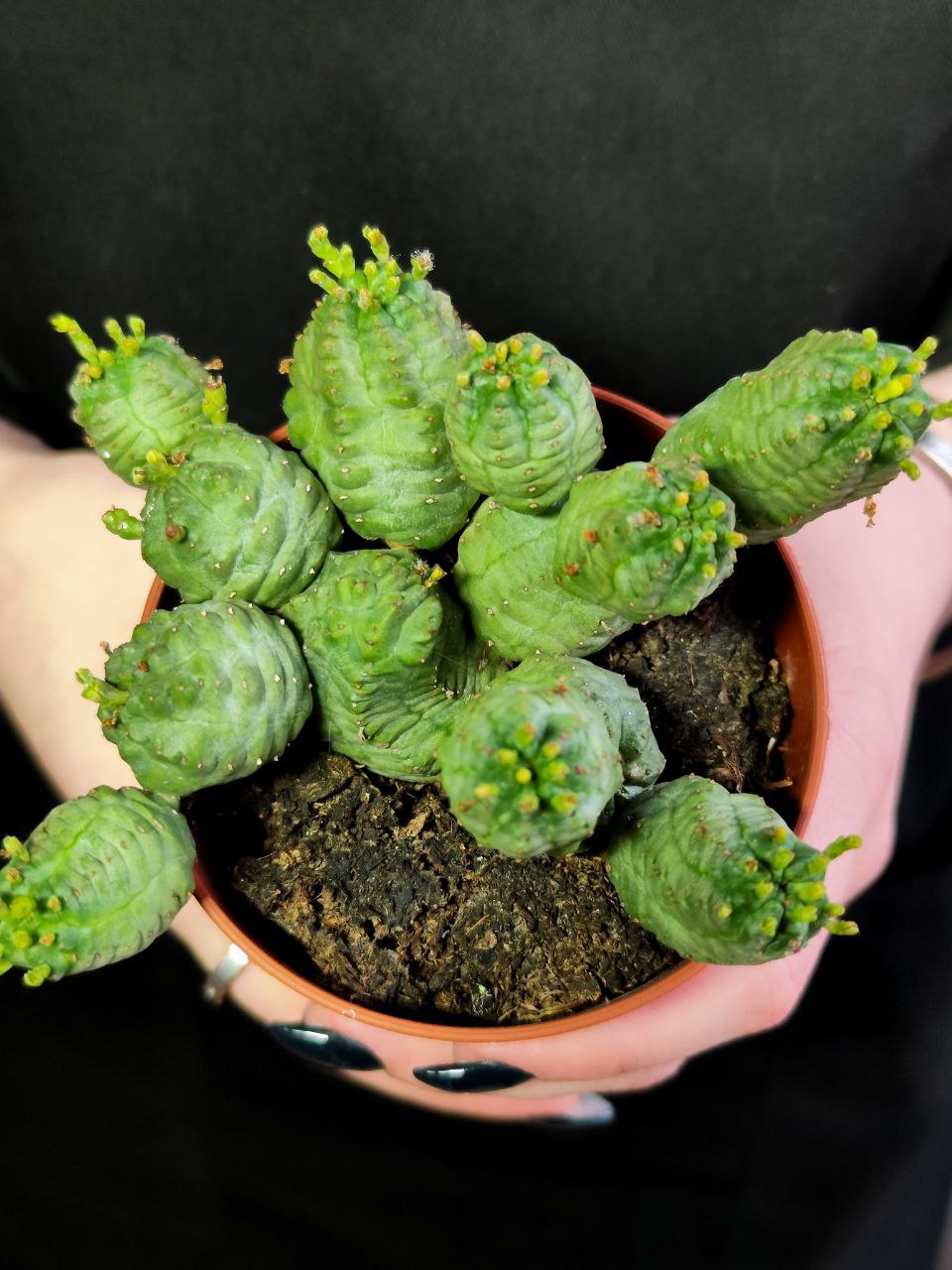 Молочай Шаровидный Тучный, Эуфорбия (Euphorbia Globosa x Obesa) D8,5см