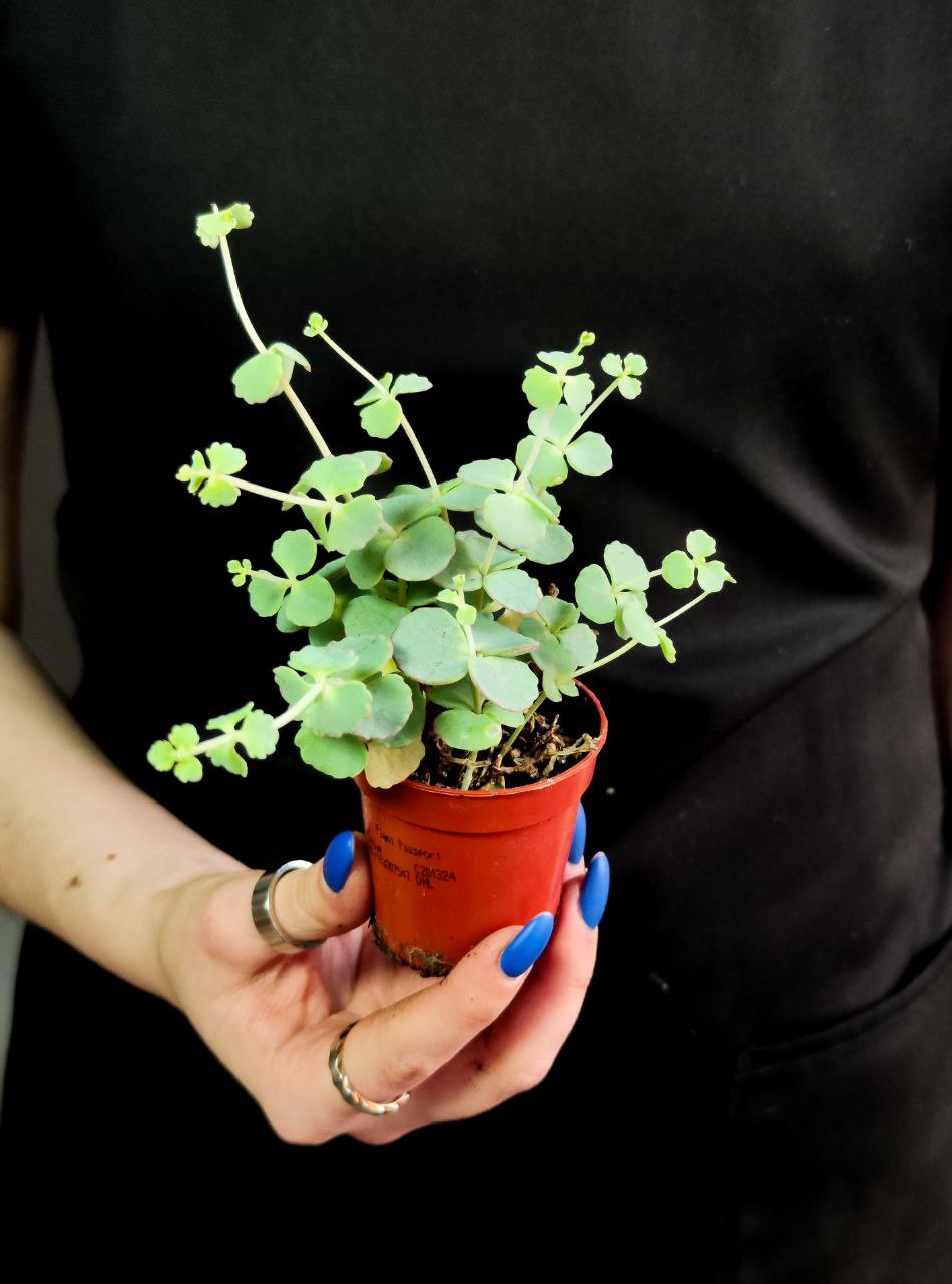 Седум Зибольда (Sedum Sieboldii) D5см