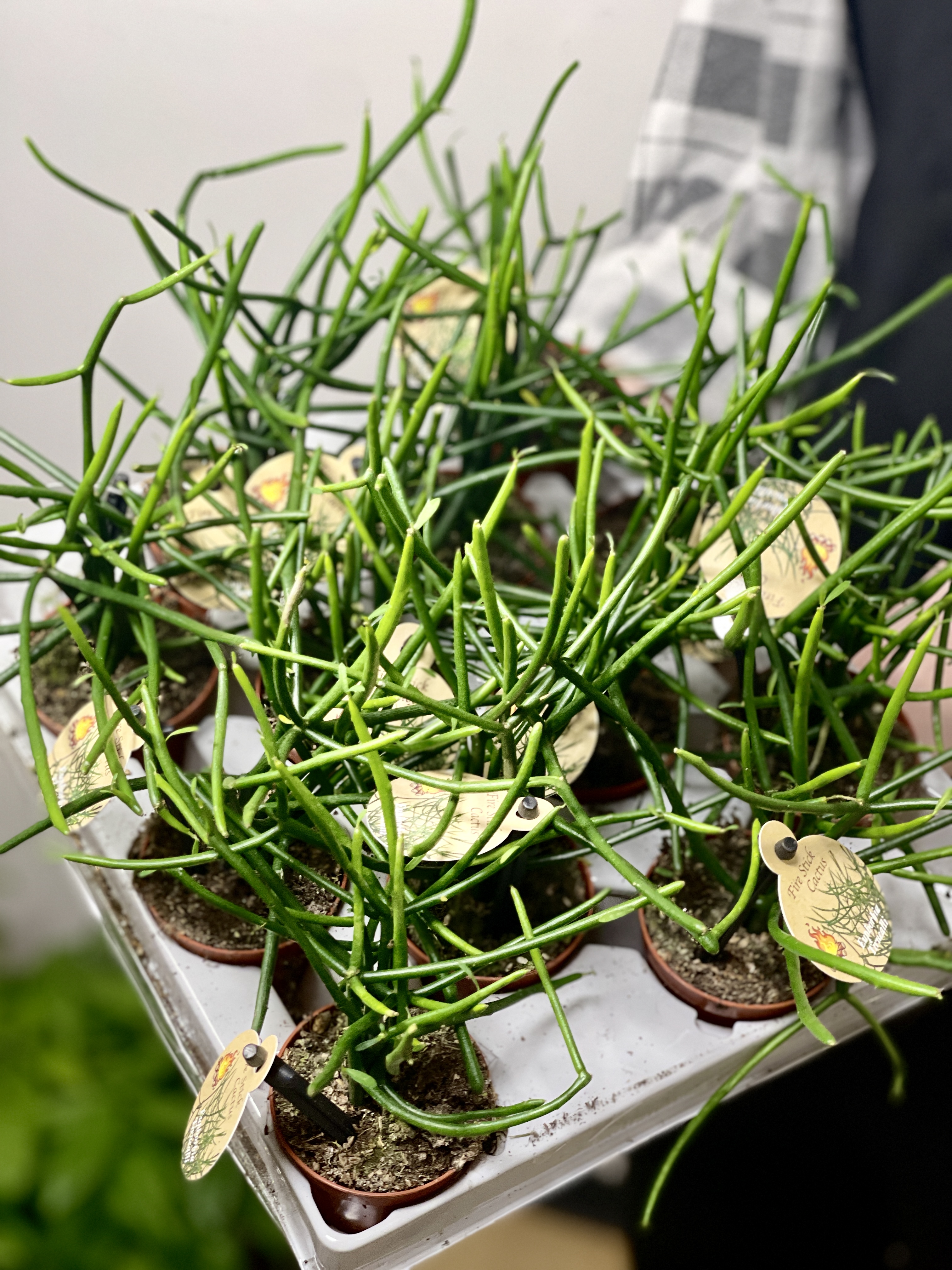 Эуфорбия (Молочай) Тирукалли (Euphorbia Tirucalli) D6см