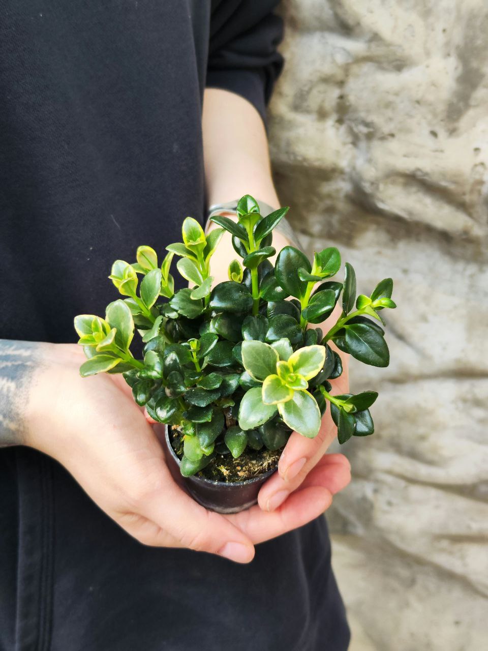 Нематантус Вариегатный, или Золотая Рыбка (Nematanthus Variegated) D6см