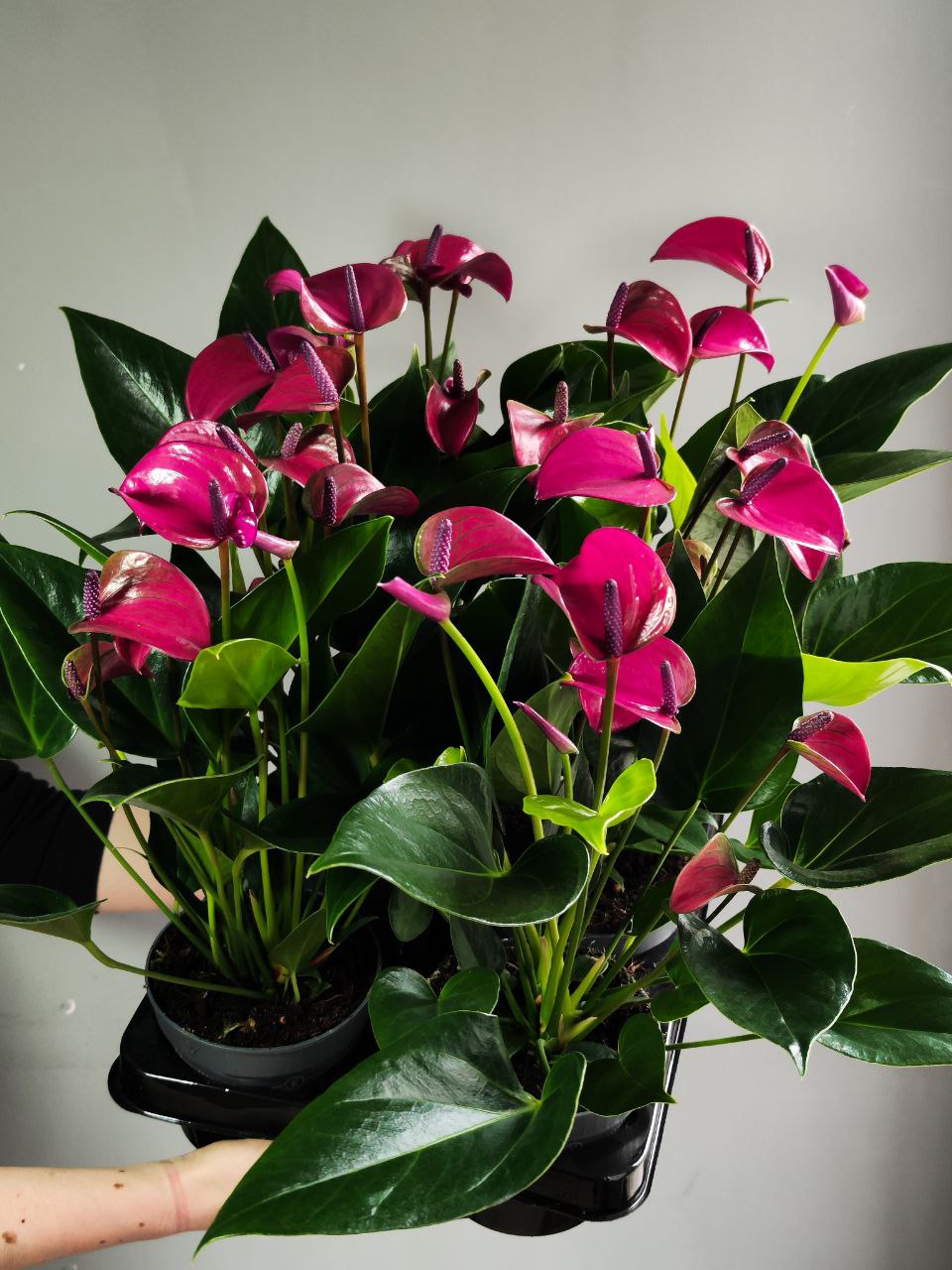 Антуриум Карма Пурпл (Anthurium Karma Purple) D12см