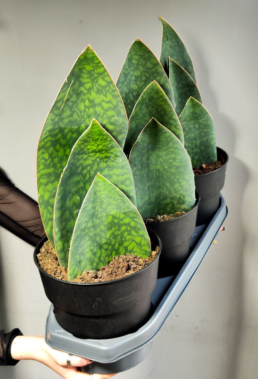 Сансевиерия Масониана Виктория XXL (Sansevieria Big Leaves Green) D19см