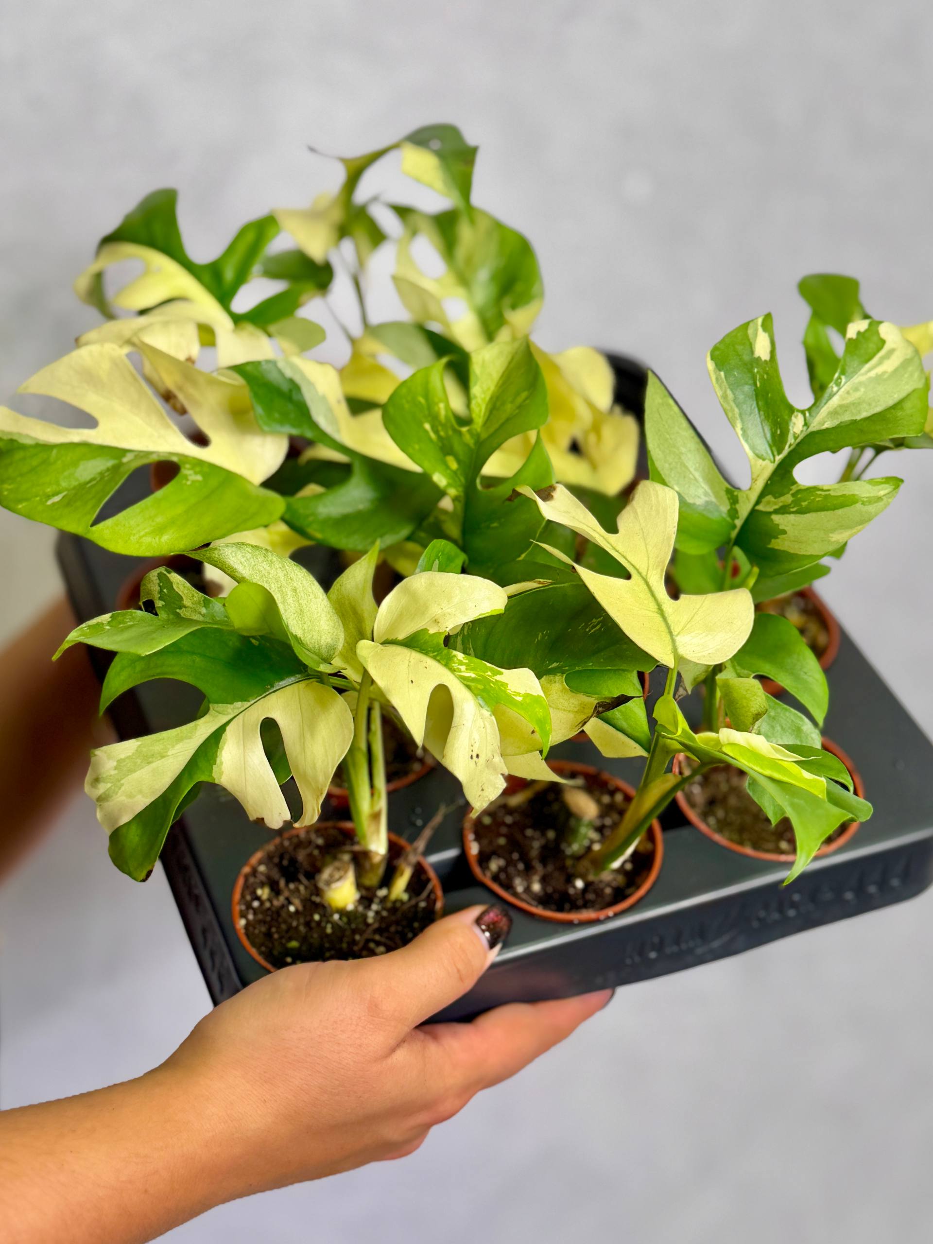 Монстера Минима Вариегатная (Monstera Minima Variegata) D6см