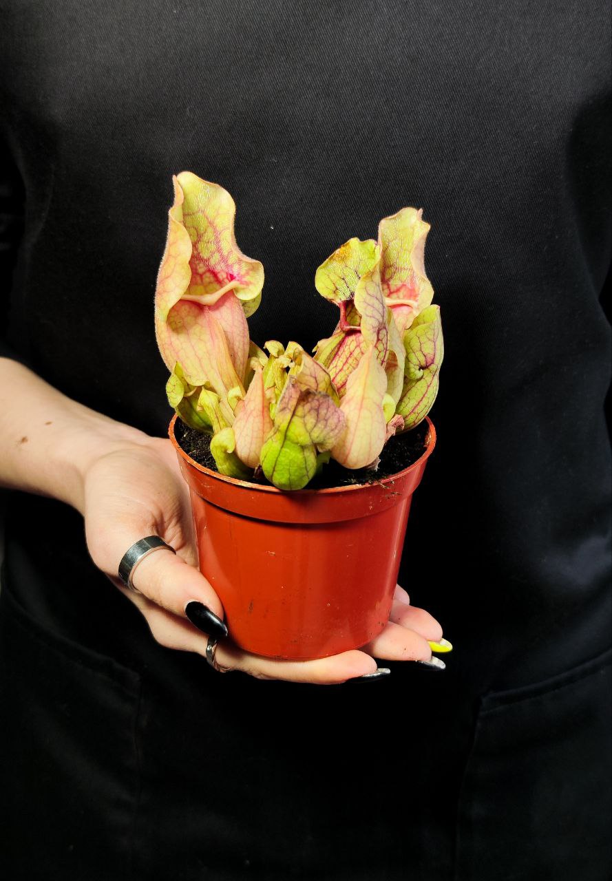 Саррацения Монтана (Sarracenia Montana) D9см
