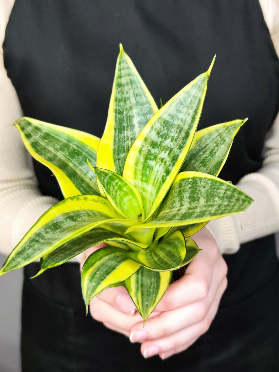 Сансевиерия Ханни Голден (Sansevieria Hahnii Golden) D6см