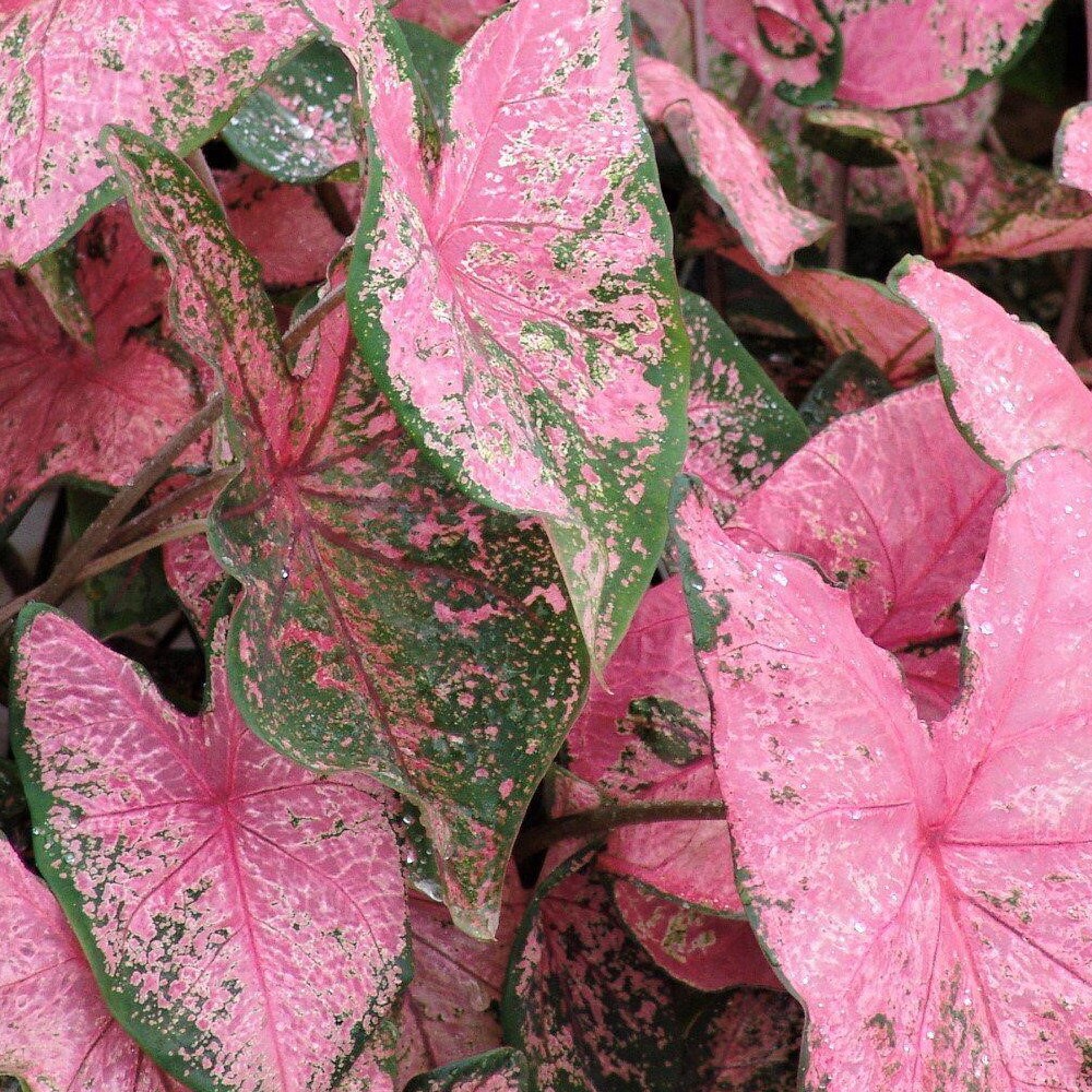 Каладиум Пинк Бьюти (Caladium Pink Beauty) D12см