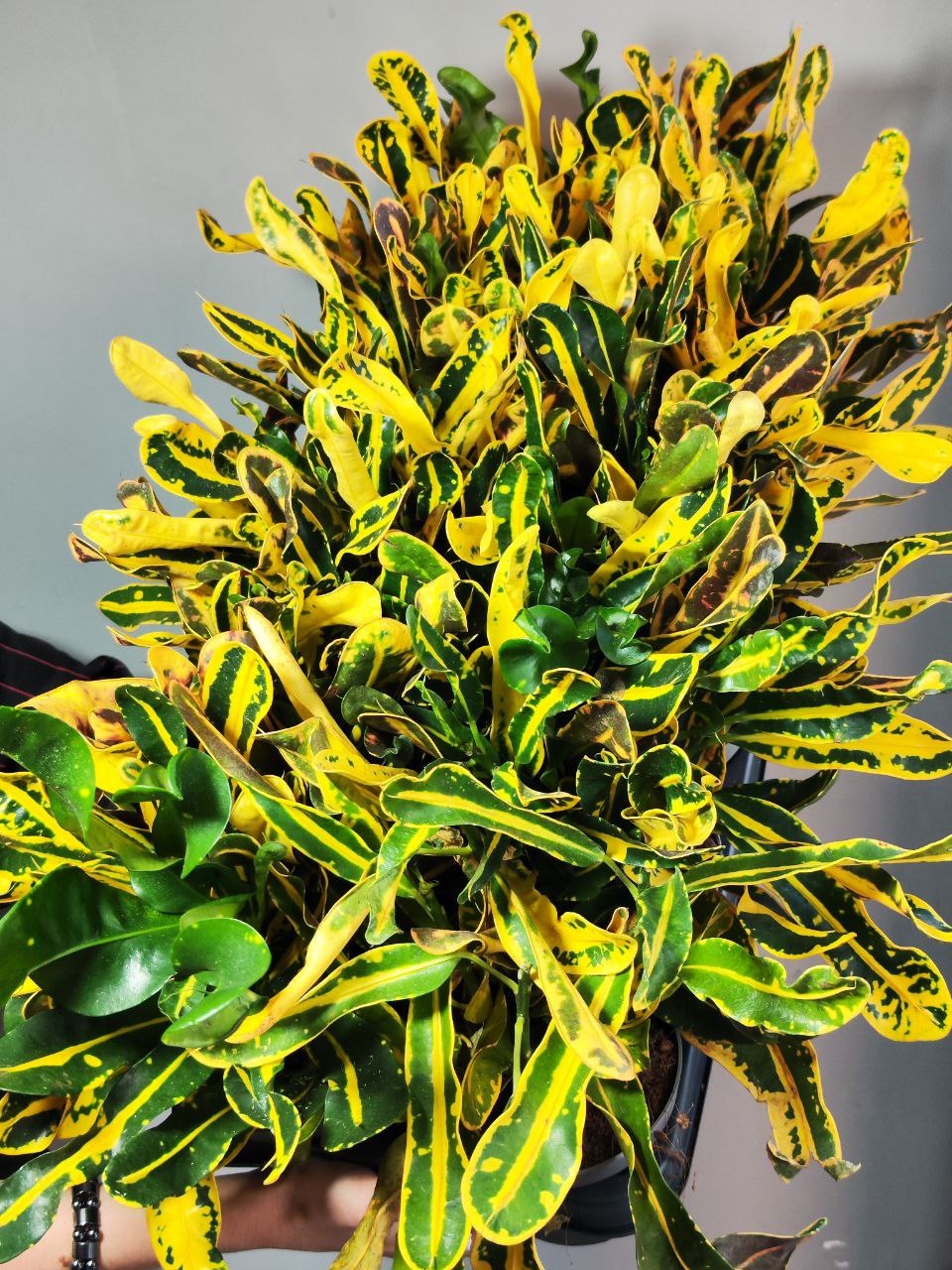 Кодиеум Мамми Йеллоу (Codiaeum Mammy Yellow) D12см