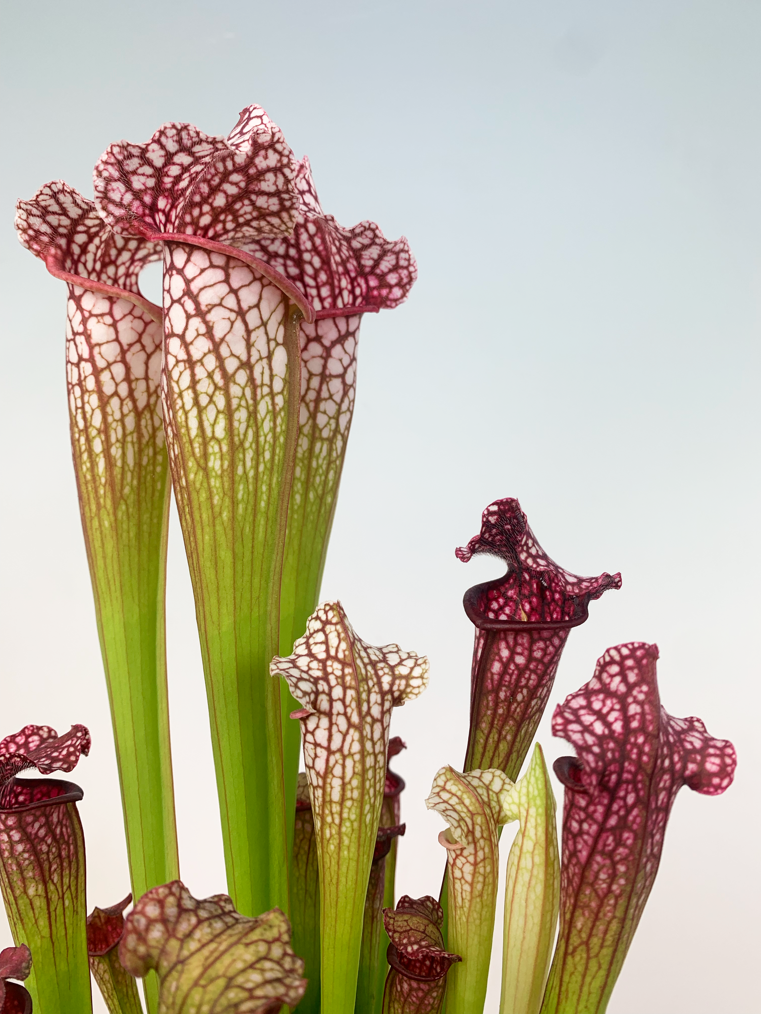 Саррацения Лейкофилла Красная (Sarracenia Leucophylla Red) D9см