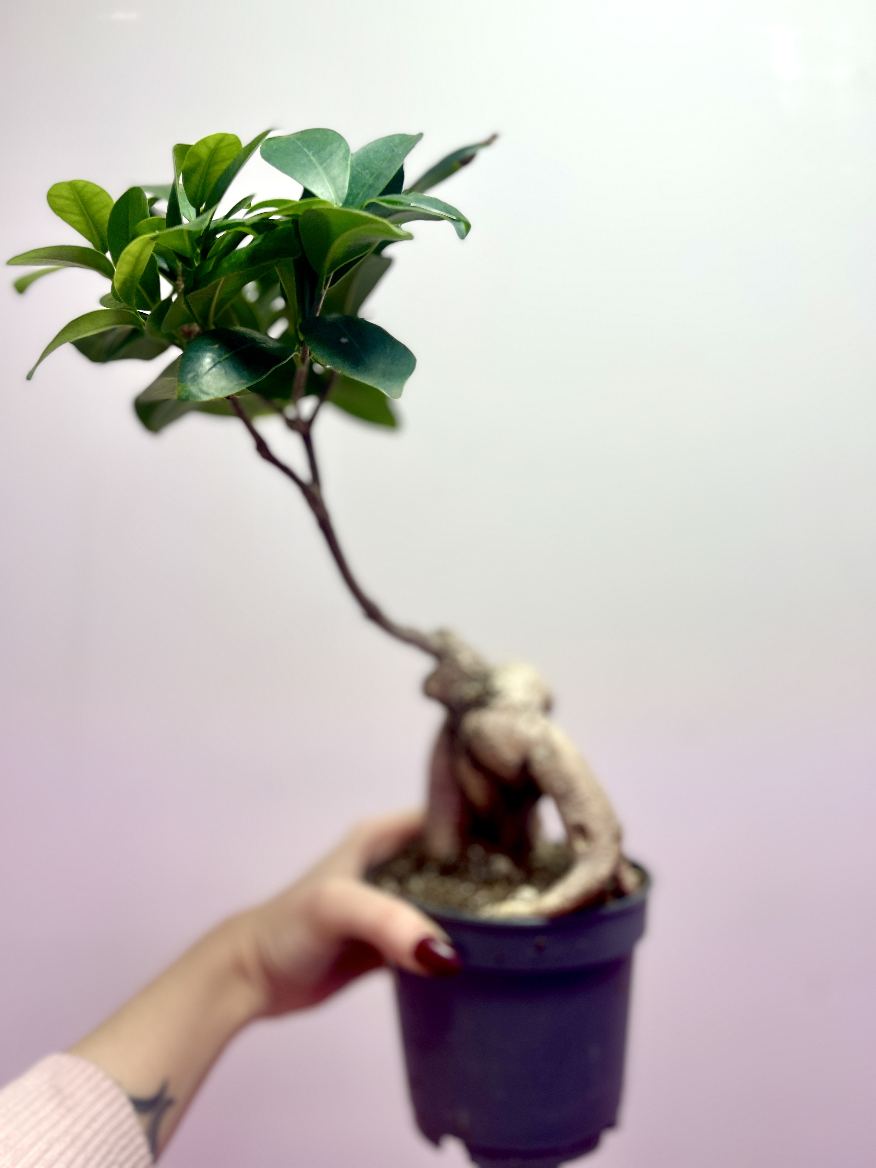 Бонсай Фикус микрокарпа (Ficus microcarpa) D11см (уцененный)