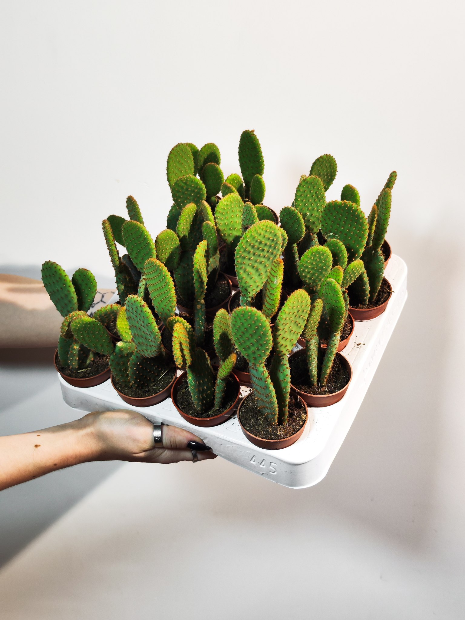 Опунция Микродасус Руфида Дабл (Opuntia Microdasys Rufida Double) D6см