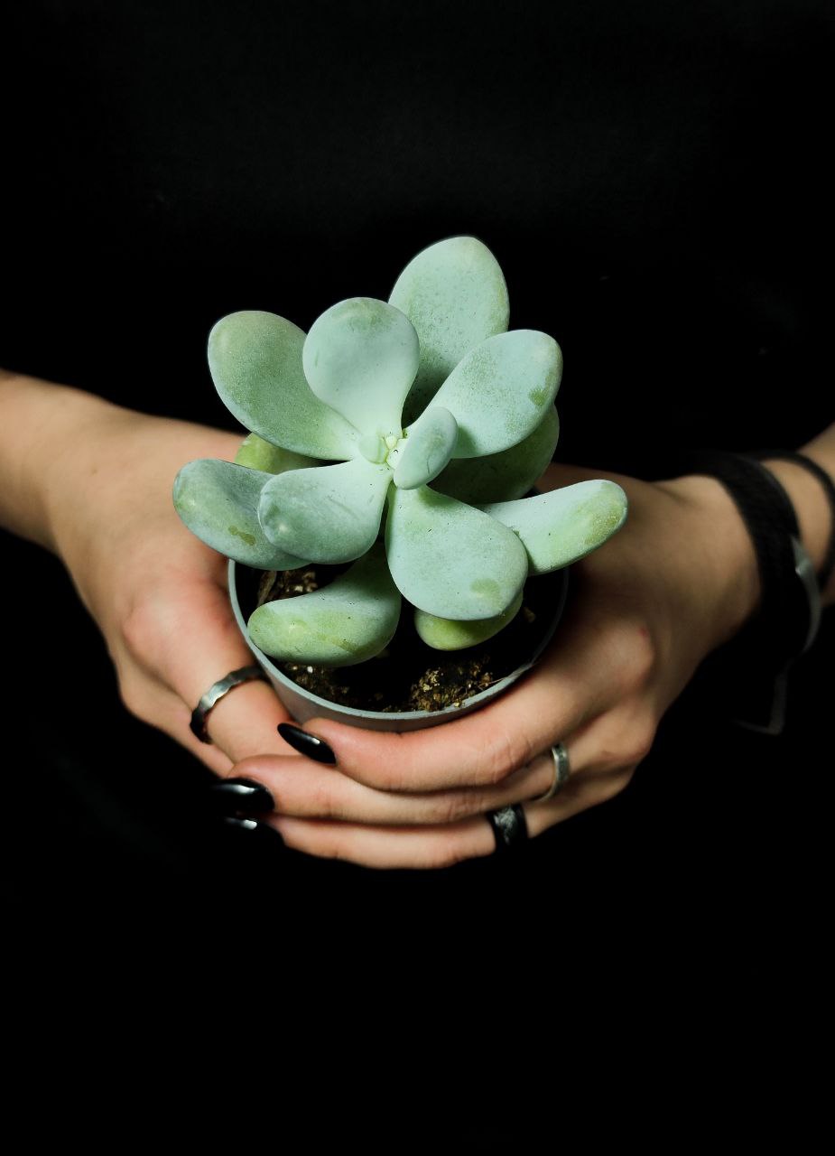 Пахифитум Яйценосный (Pachyphytum Oviferum) D6,5см