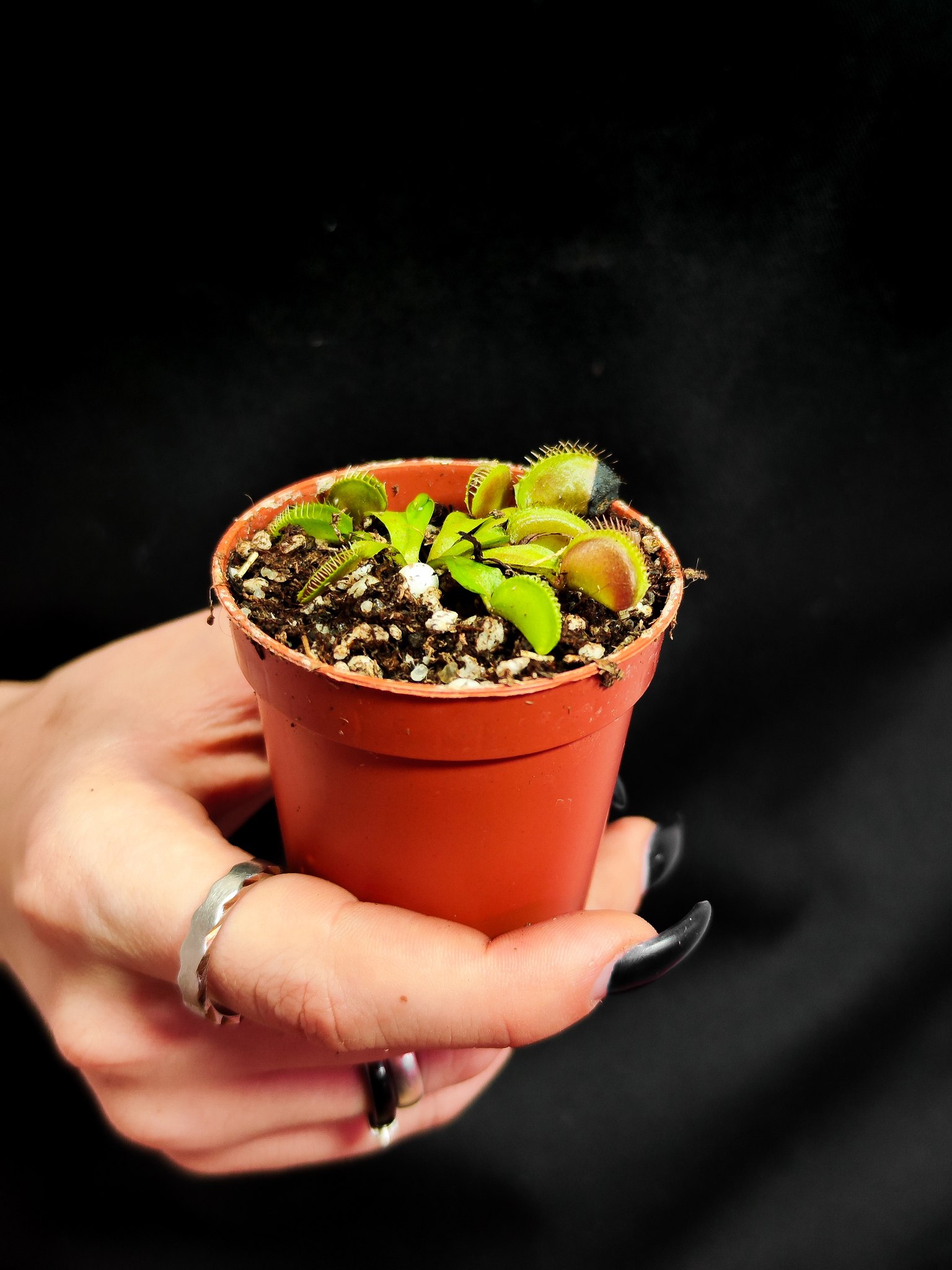Венерина Мухоловка "Чужой" (Dionaea Muscipula Alien) D5см