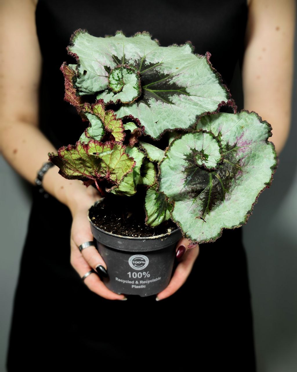 Бегония Рекс Эскаргот (Begonia Rex Escargot) D12см