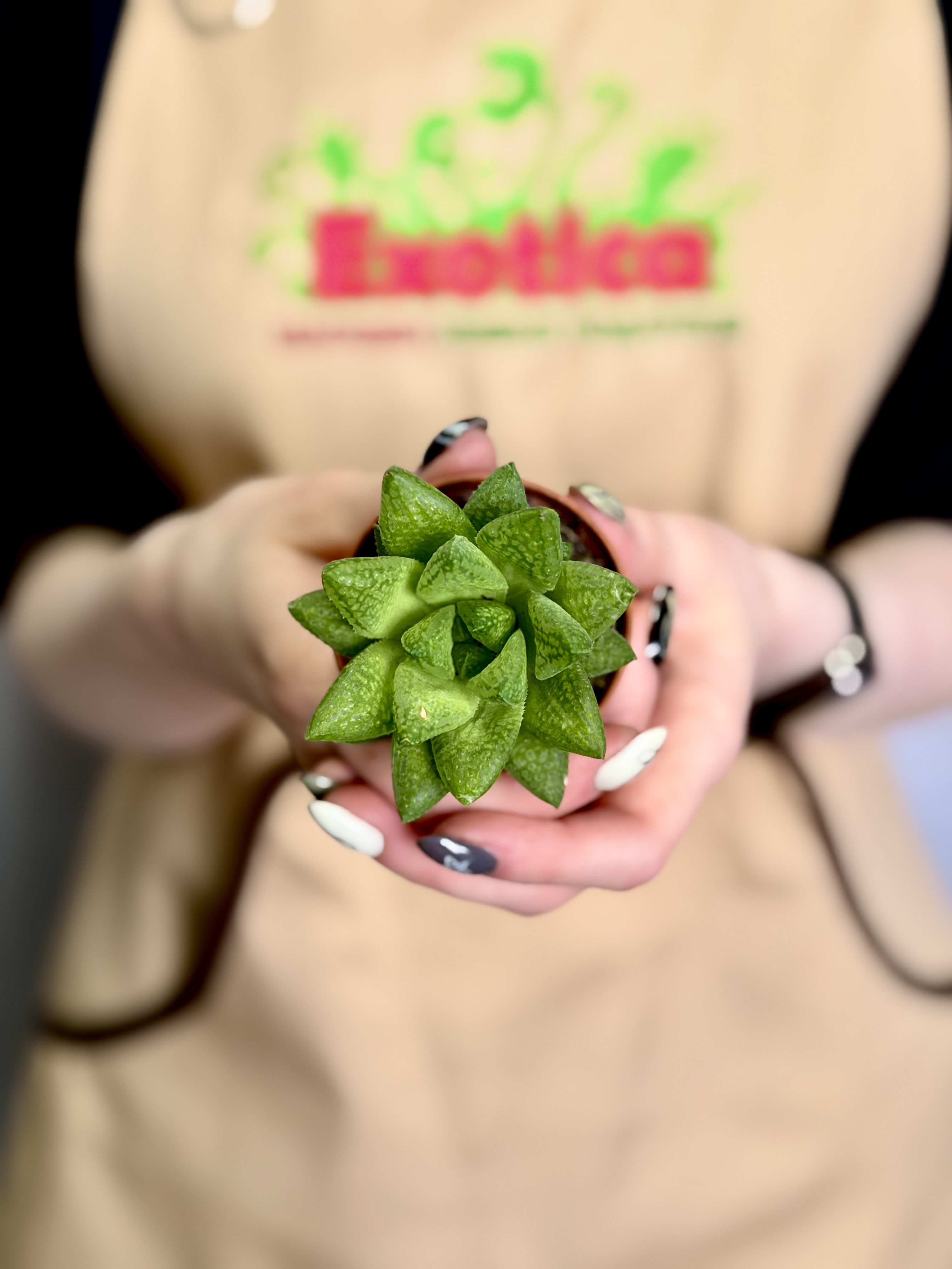 Хавортия Тургида (Haworthia Turgida) D5см
