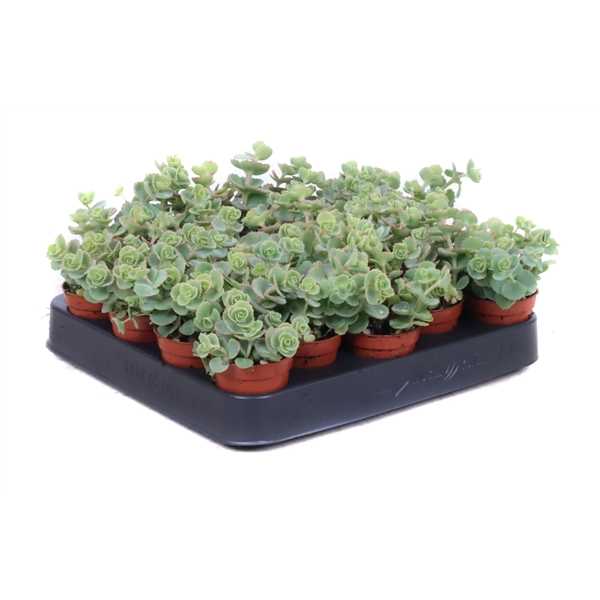 Седум Зибольда (Sedum Sieboldii) D5см