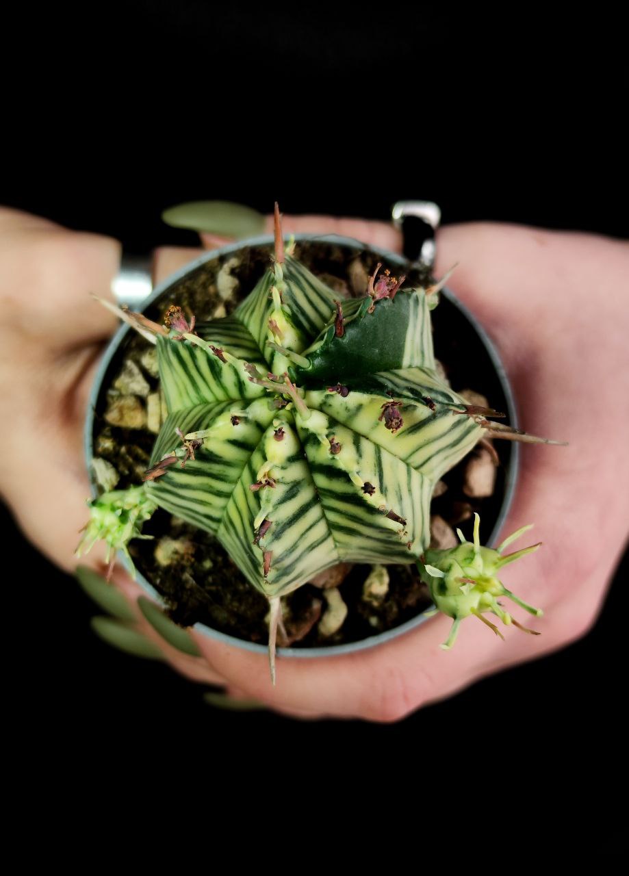 Эуфорбия Мелоформис Вариегата (Euphorbia Meloformis Variegata) D6,5см