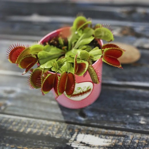 Венерина Мухоловка (Dionaea Muscipula) Пересаженная D10см